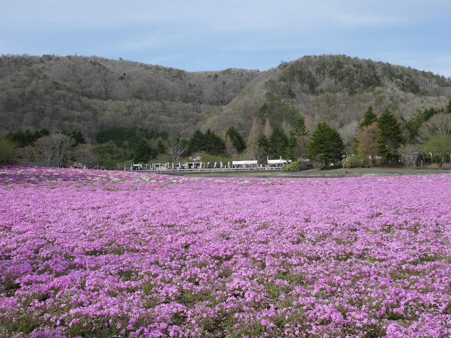 Vasto campo di fiori viola in fiore con montagne sullo sfondo