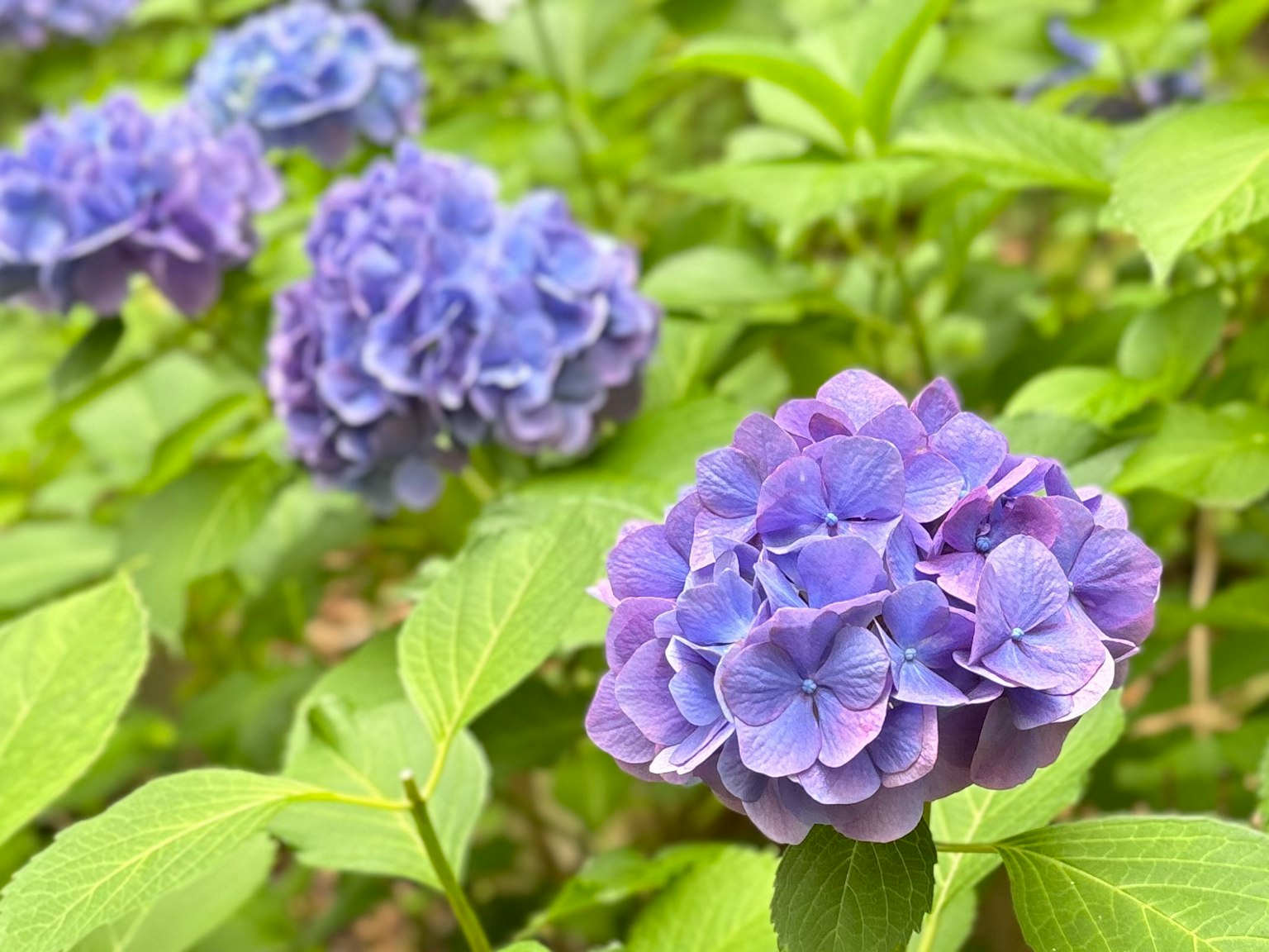 Fiori di ortensia viola circondati da foglie verdi
