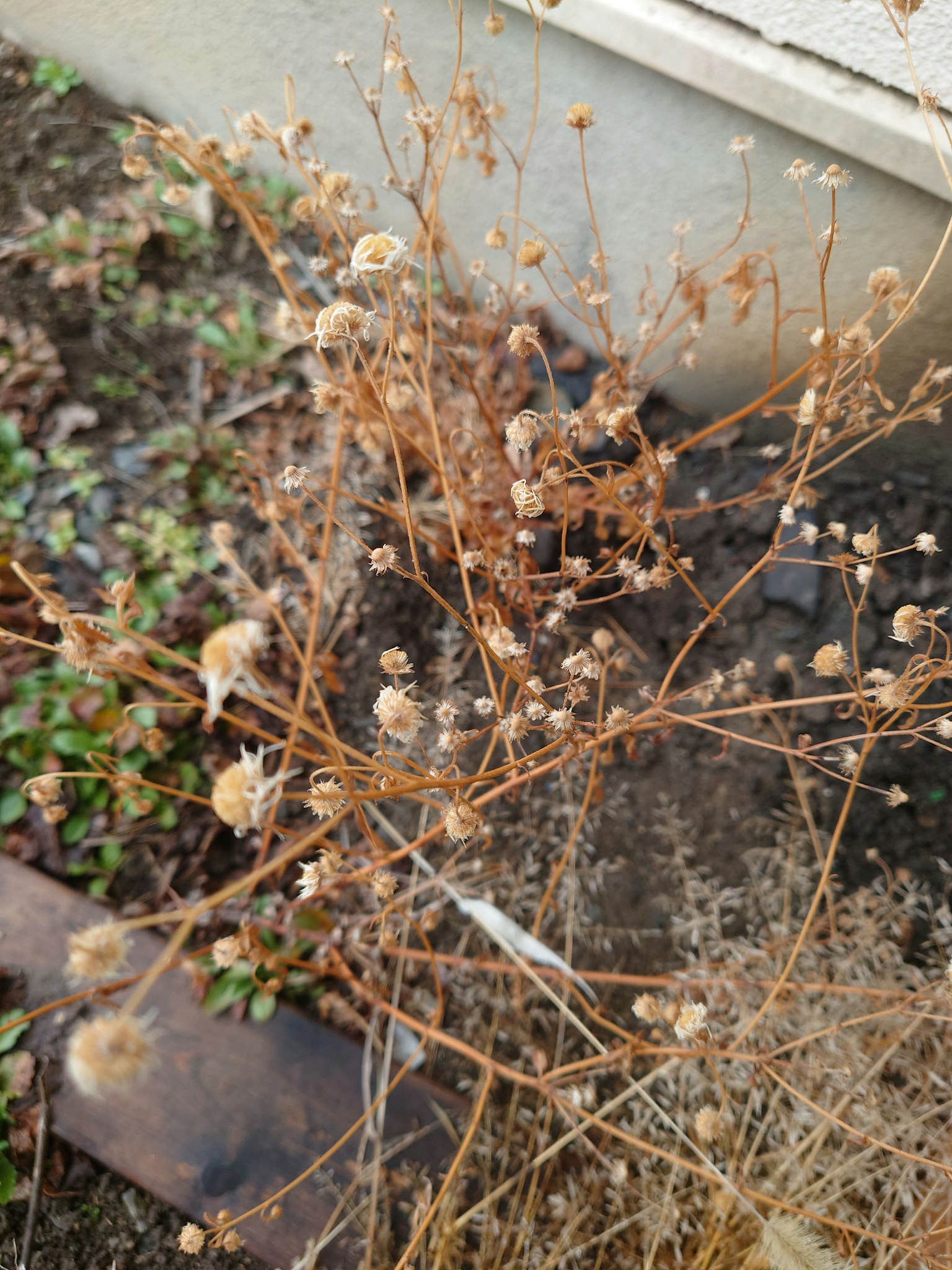 Bild von getrockneten Pflanzenstängeln und -blüten