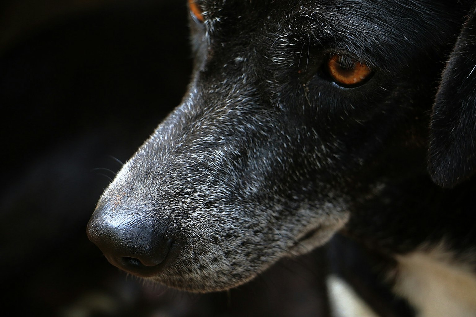 Close-up of a black dog's face with orange eyes and distinctive white fur