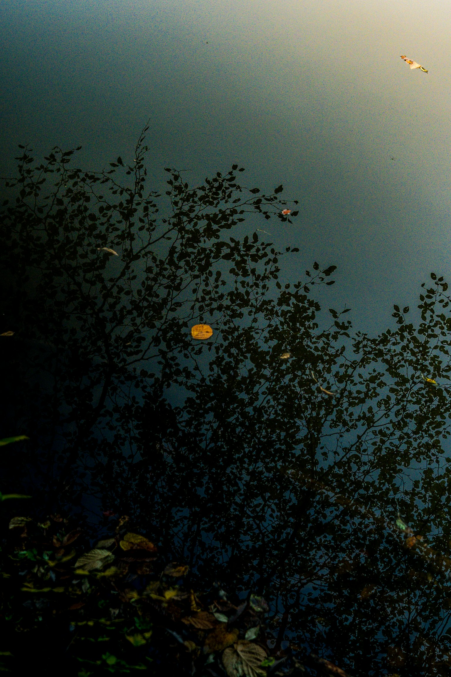 Escena tranquila con hojas y plantas acuáticas reflejadas en la superficie del agua