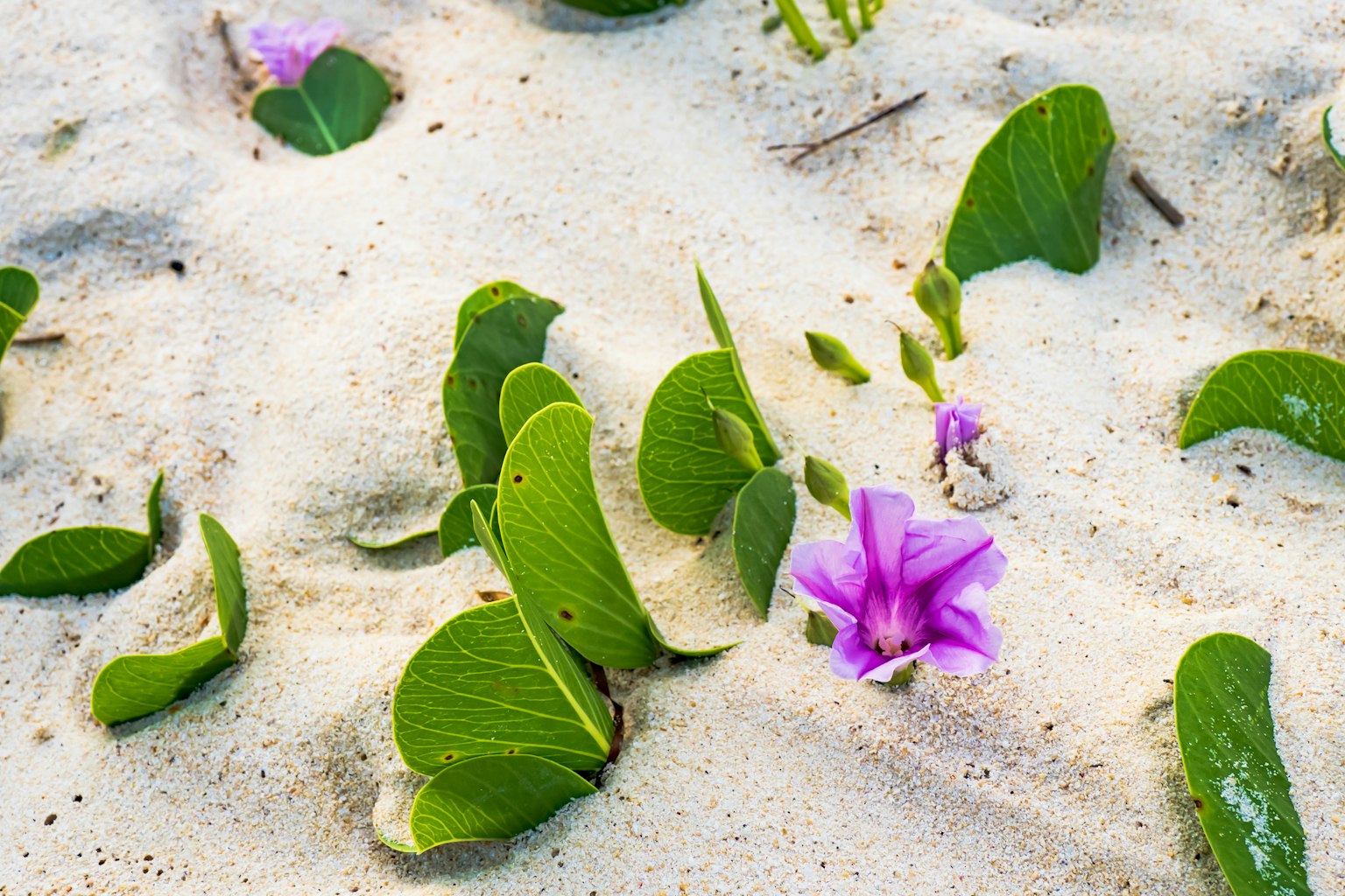ดอกไม้สีม่วงและใบสีเขียวบนชายหาดทราย