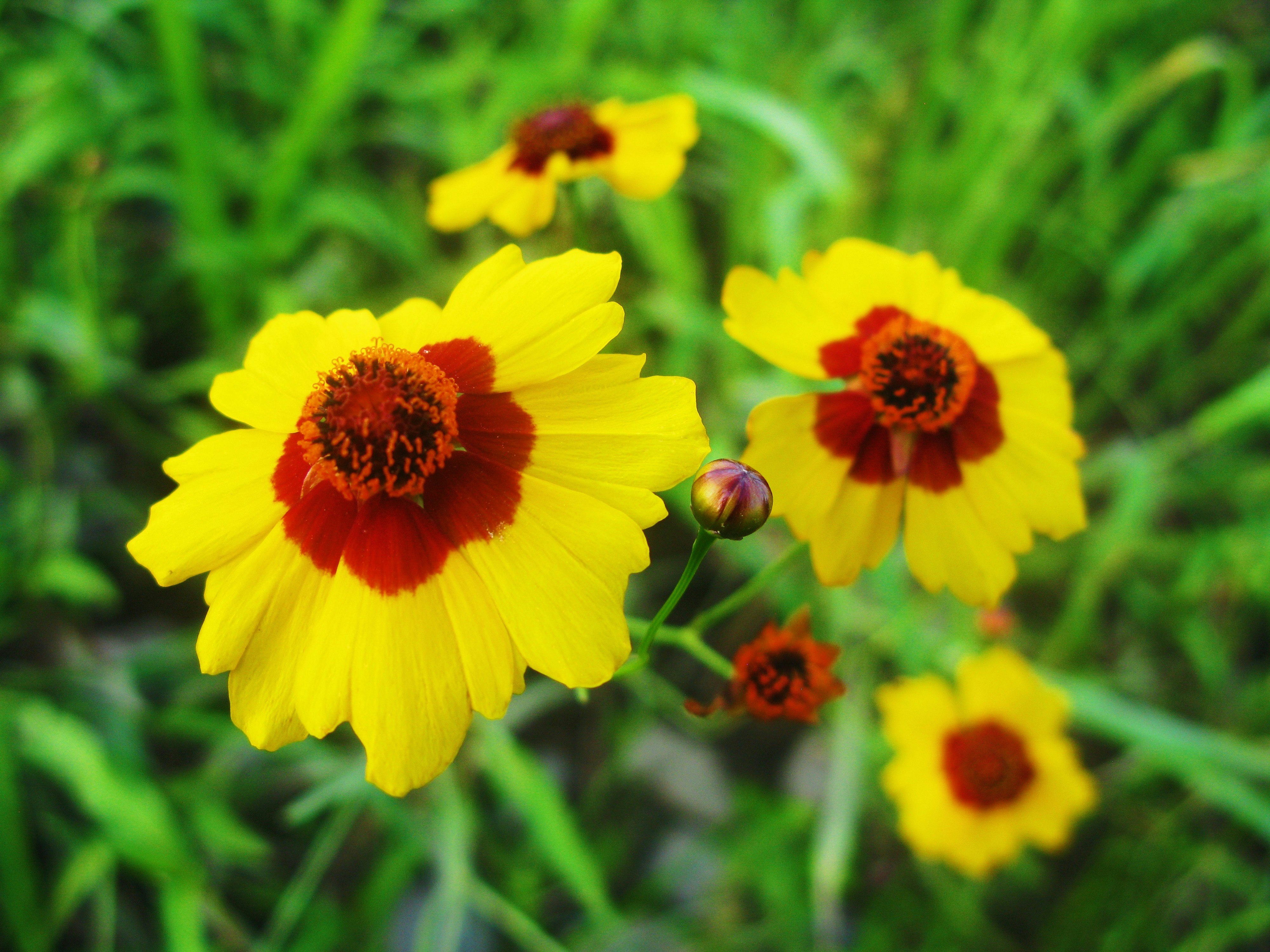 鮮やかな黄色い花と赤い中心の花畑のマクロ画像