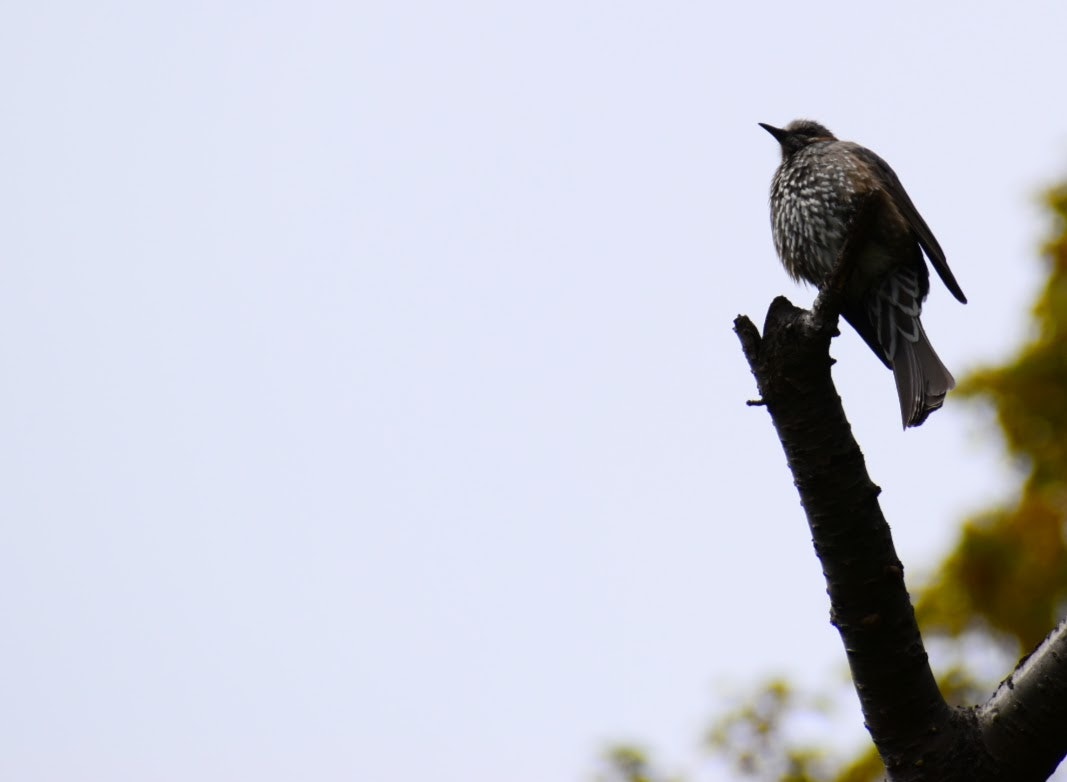 枝のてっぺんに止まる野鳥