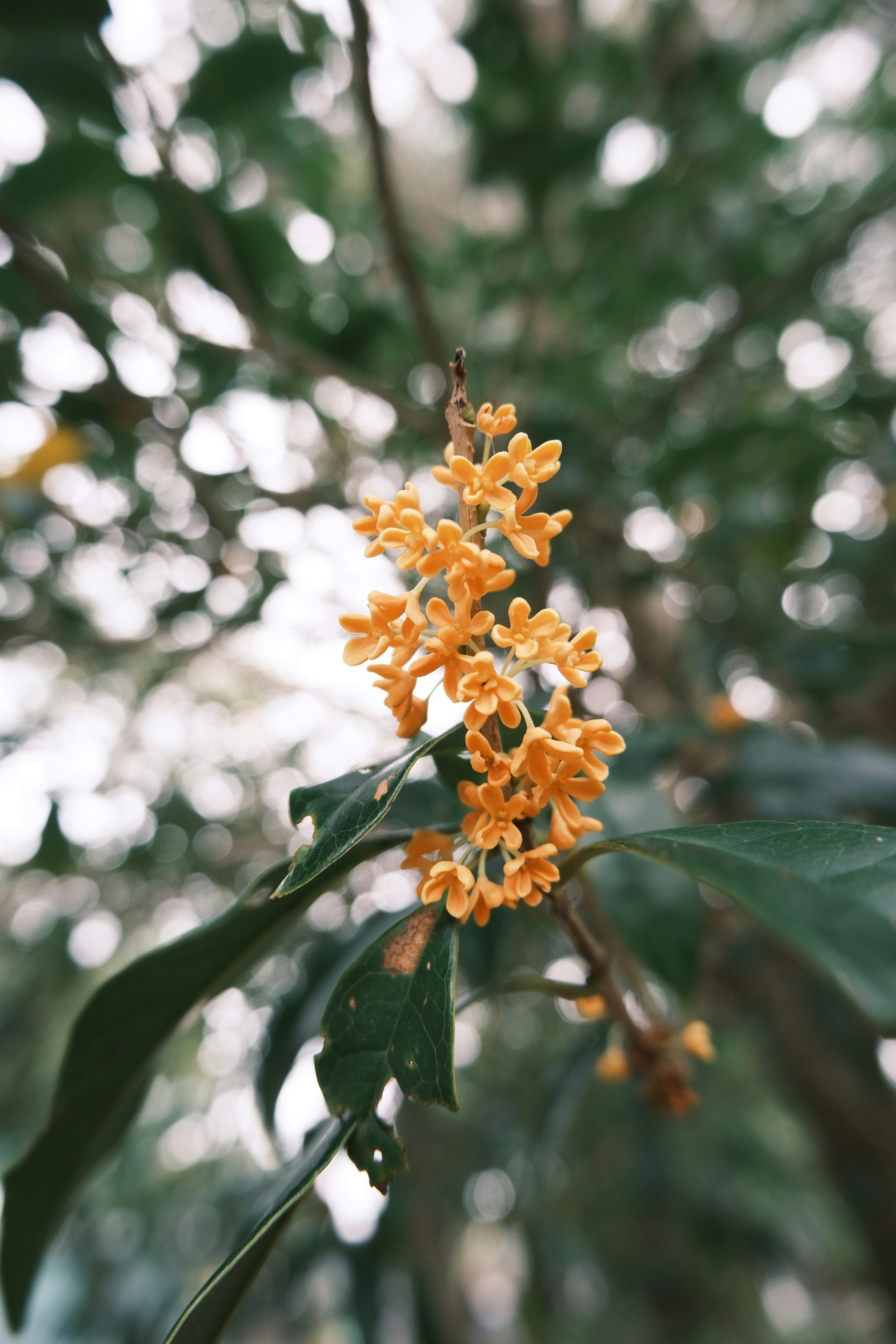 金桂橙色花朵的枝头