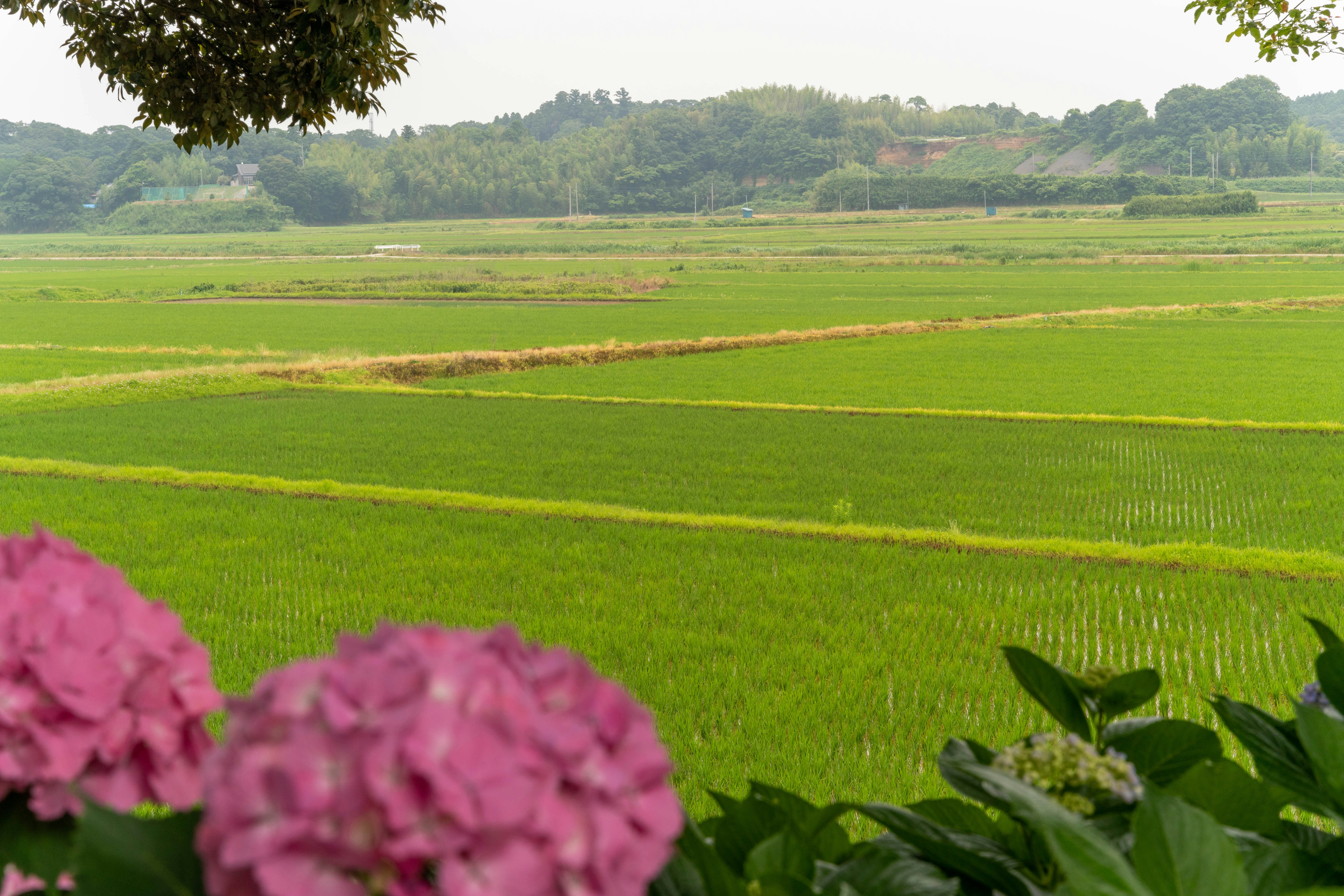 Blumen und grünes Landschaftsbild mit landwirtschaftlichen Feldern