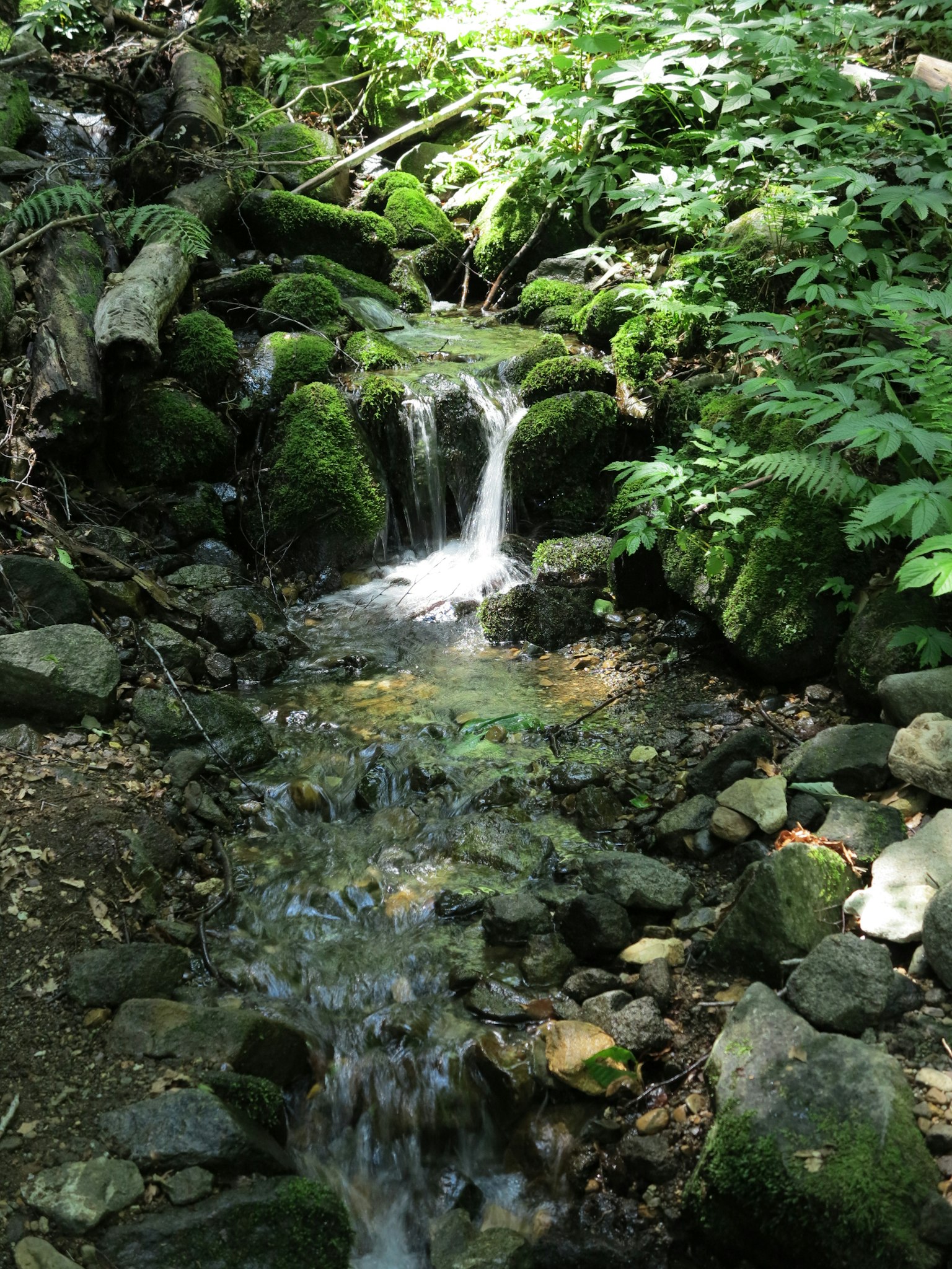 Un pequeño arroyo que fluye a través de un bosque frondoso con rocas cubiertas de musgo y agua clara