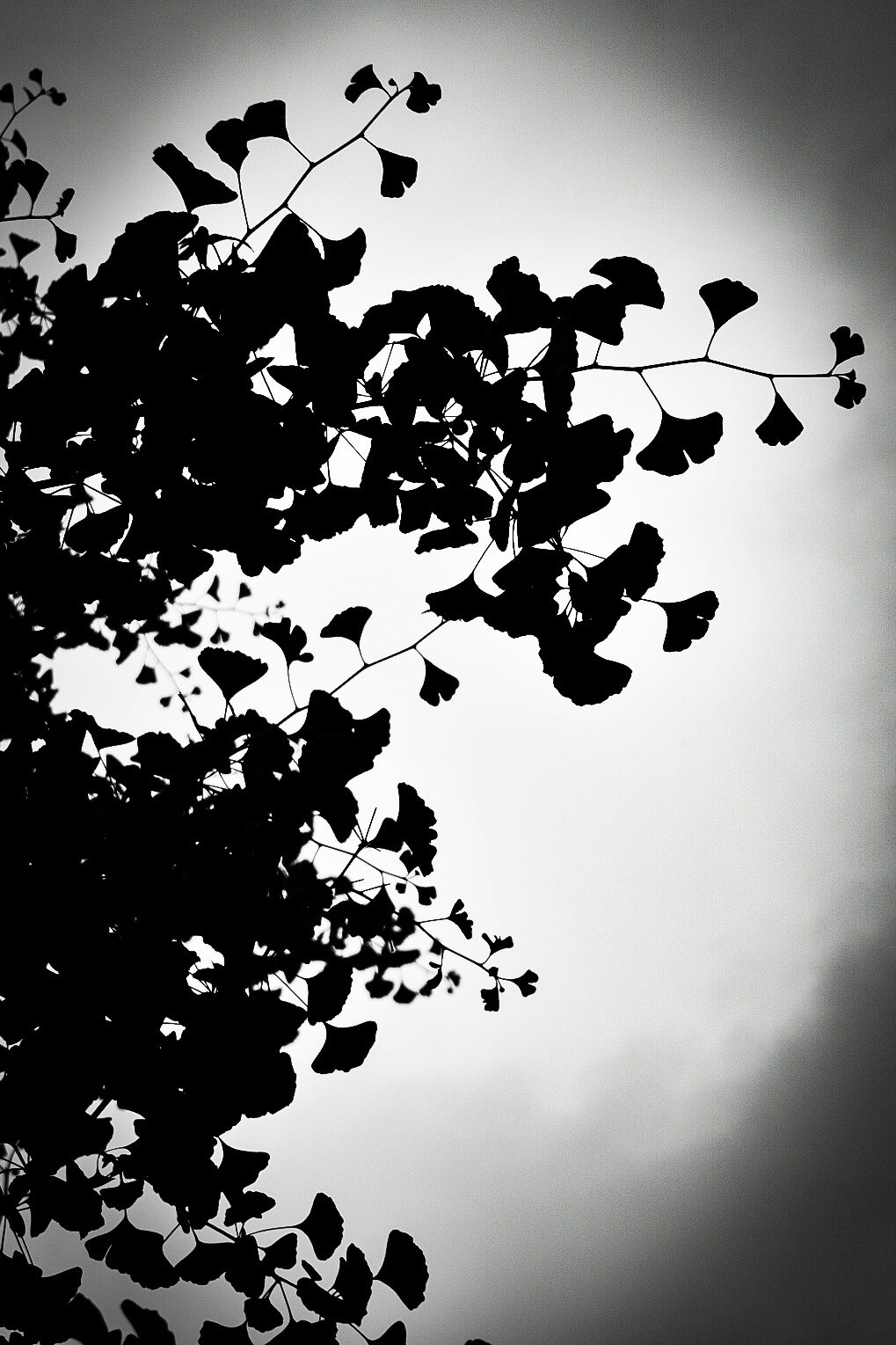 Silhouettes de feuilles monochromes sur un mur