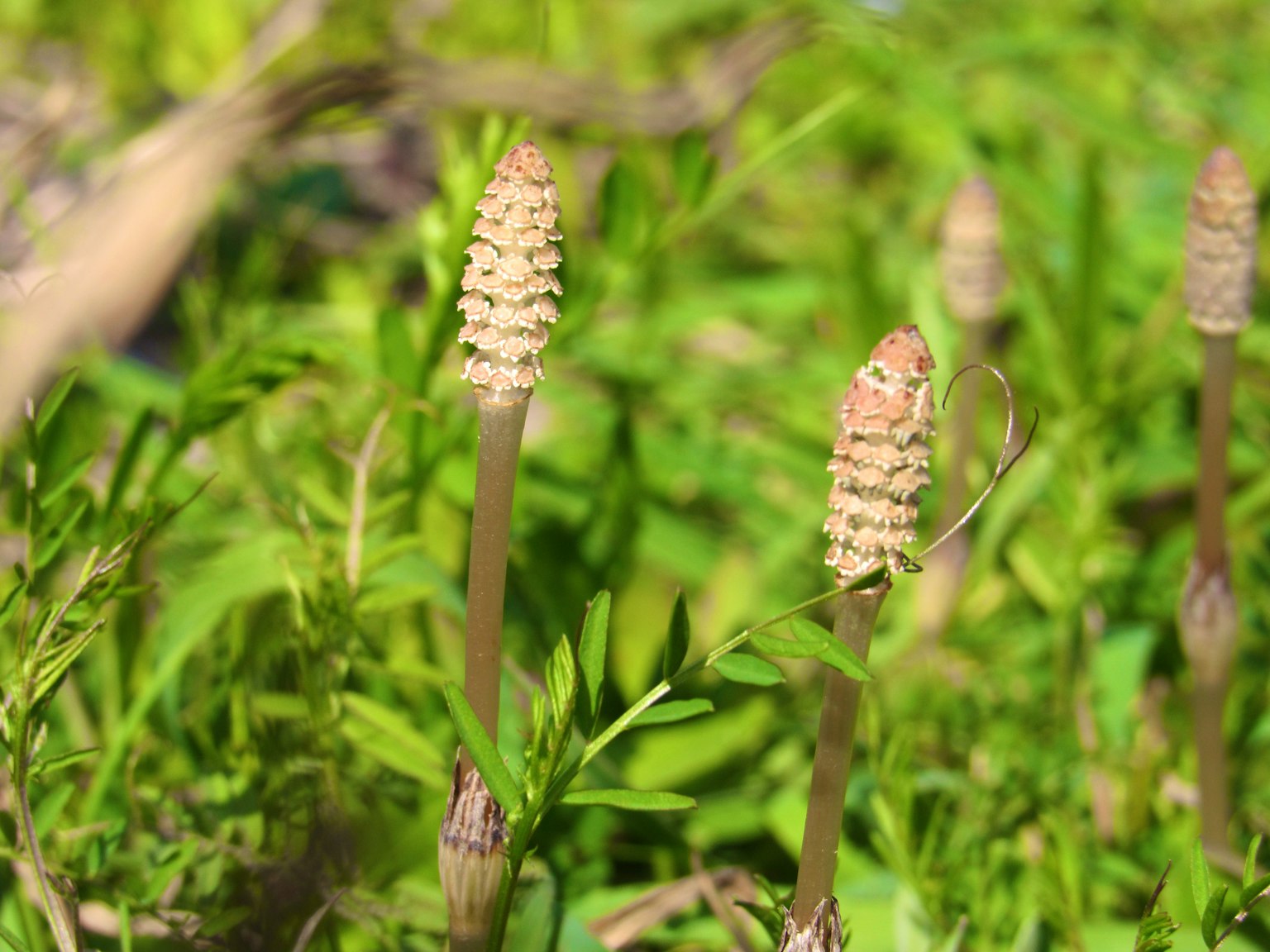 Nhóm cây horsetail mọc trên nền xanh lá cây