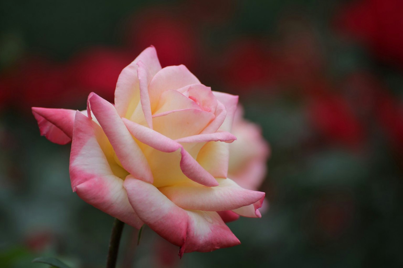 Una rosa rosa e gialla fiorisce elegantemente con fiori rossi sfocati sullo sfondo