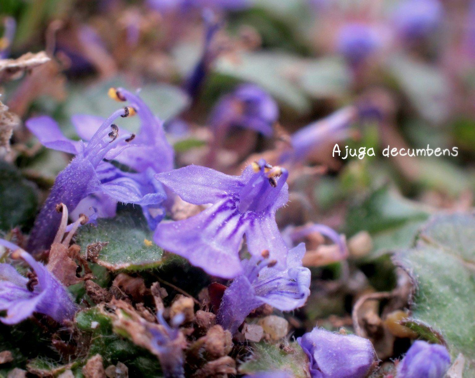 Fiori viola di Ajuga decumbens in un ambiente verde