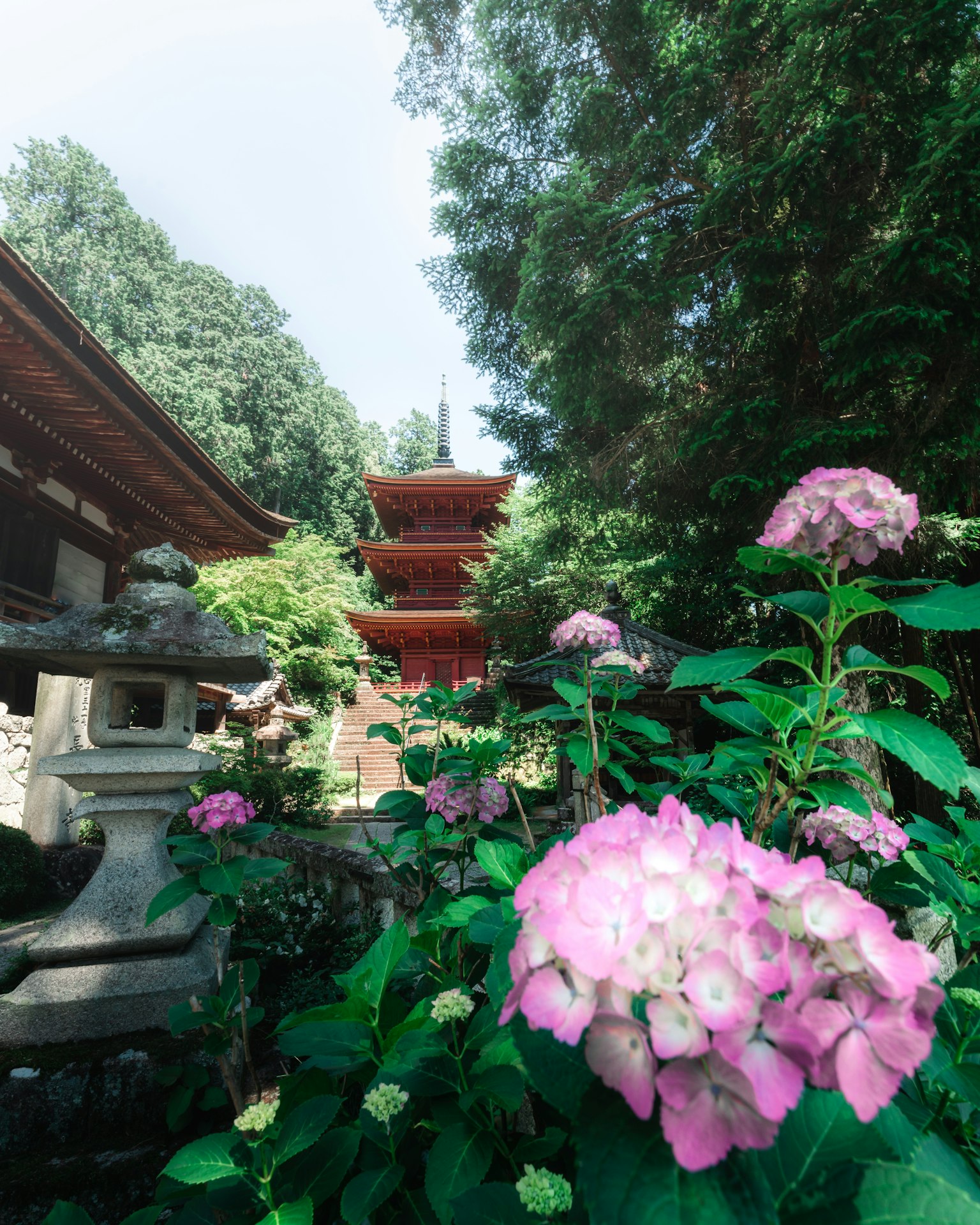 ทิวทัศน์สวนที่สวยงามพร้อมกับดอกไฮเดรนเยียที่เบ่งบานและเจดีย์ญี่ปุ่นแบบดั้งเดิมในพื้นหลัง