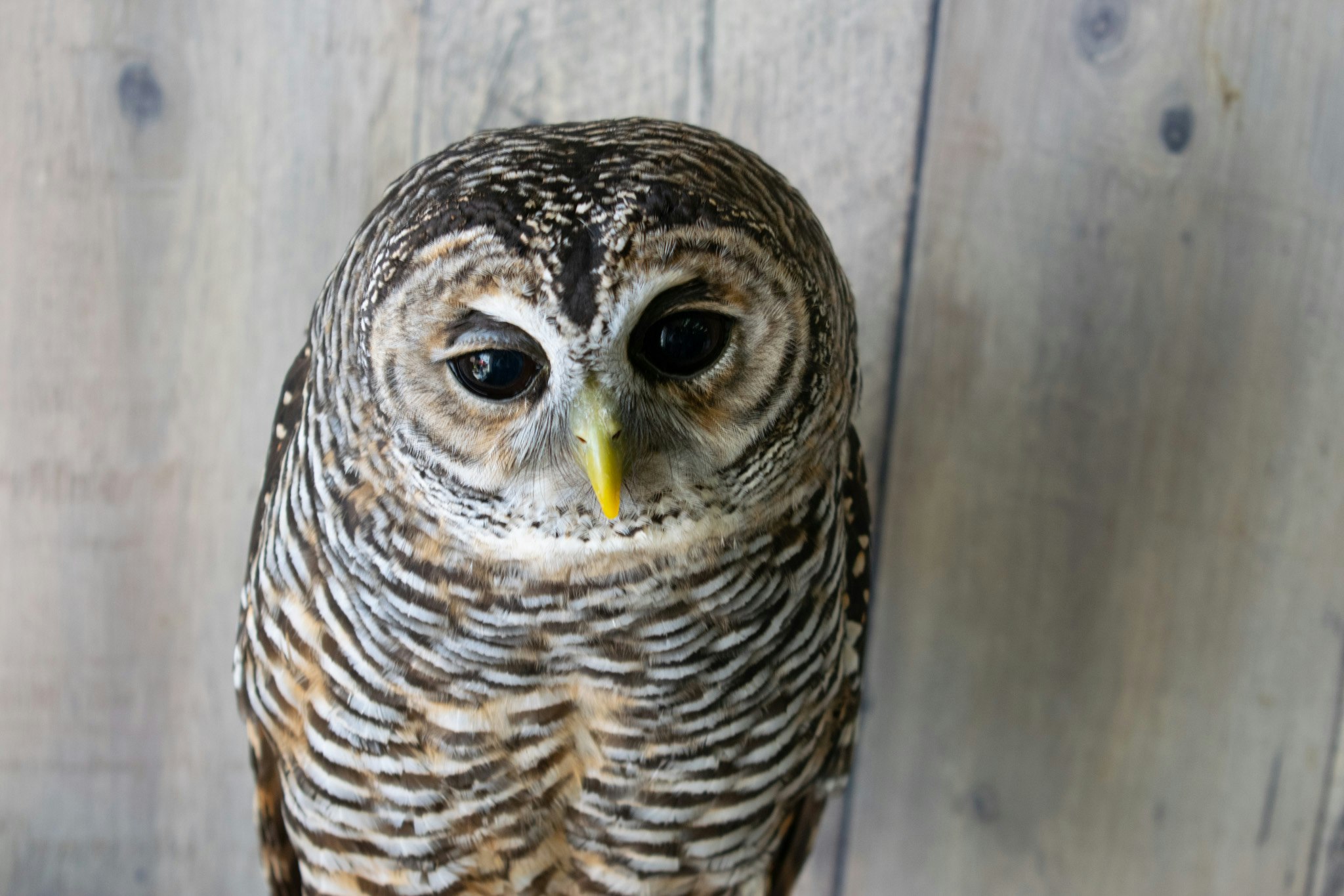 壁にとまるフクロウの正面アップ