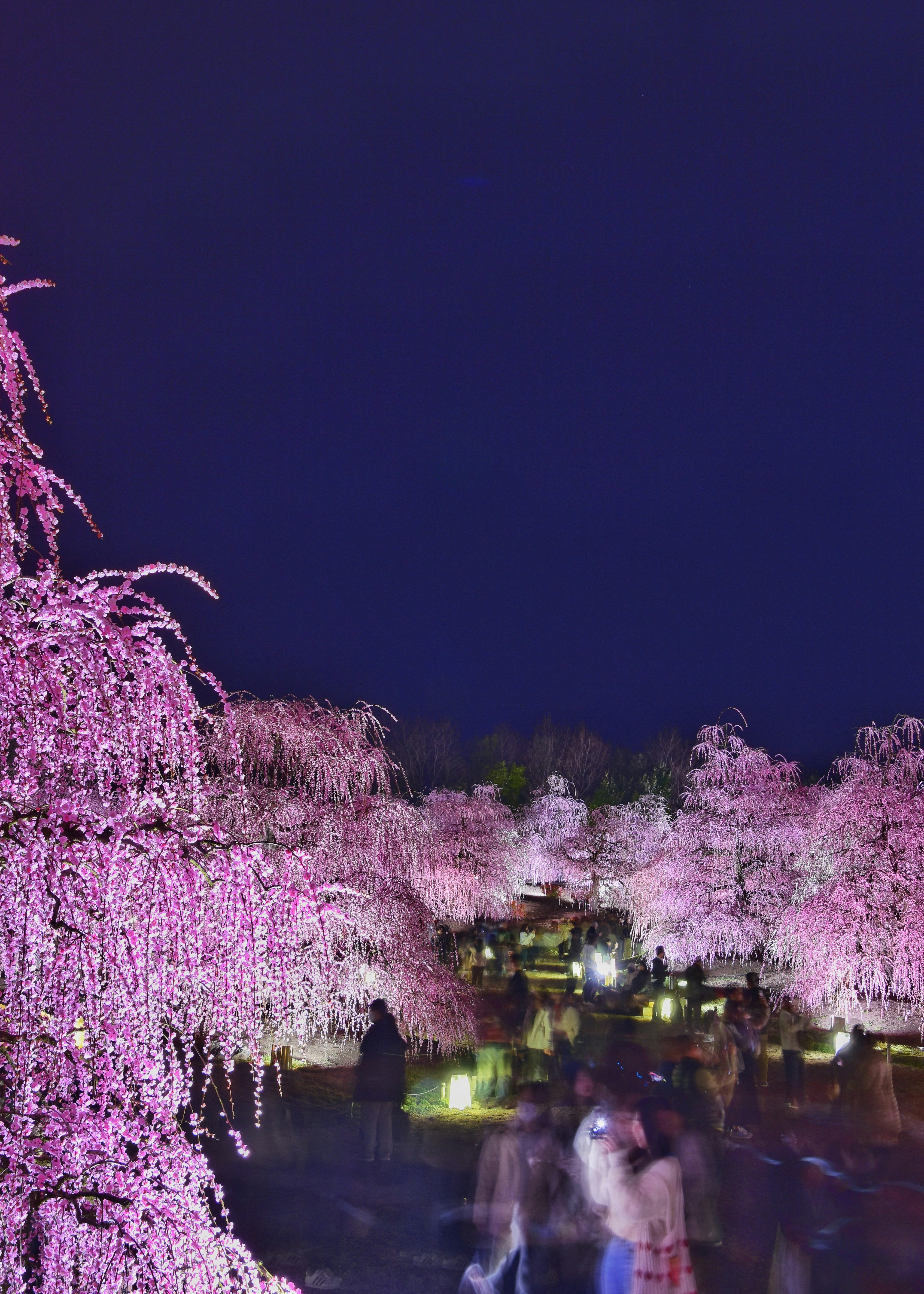 ライトアップされた鈴鹿の森庭園の夜景の小川と桜並木