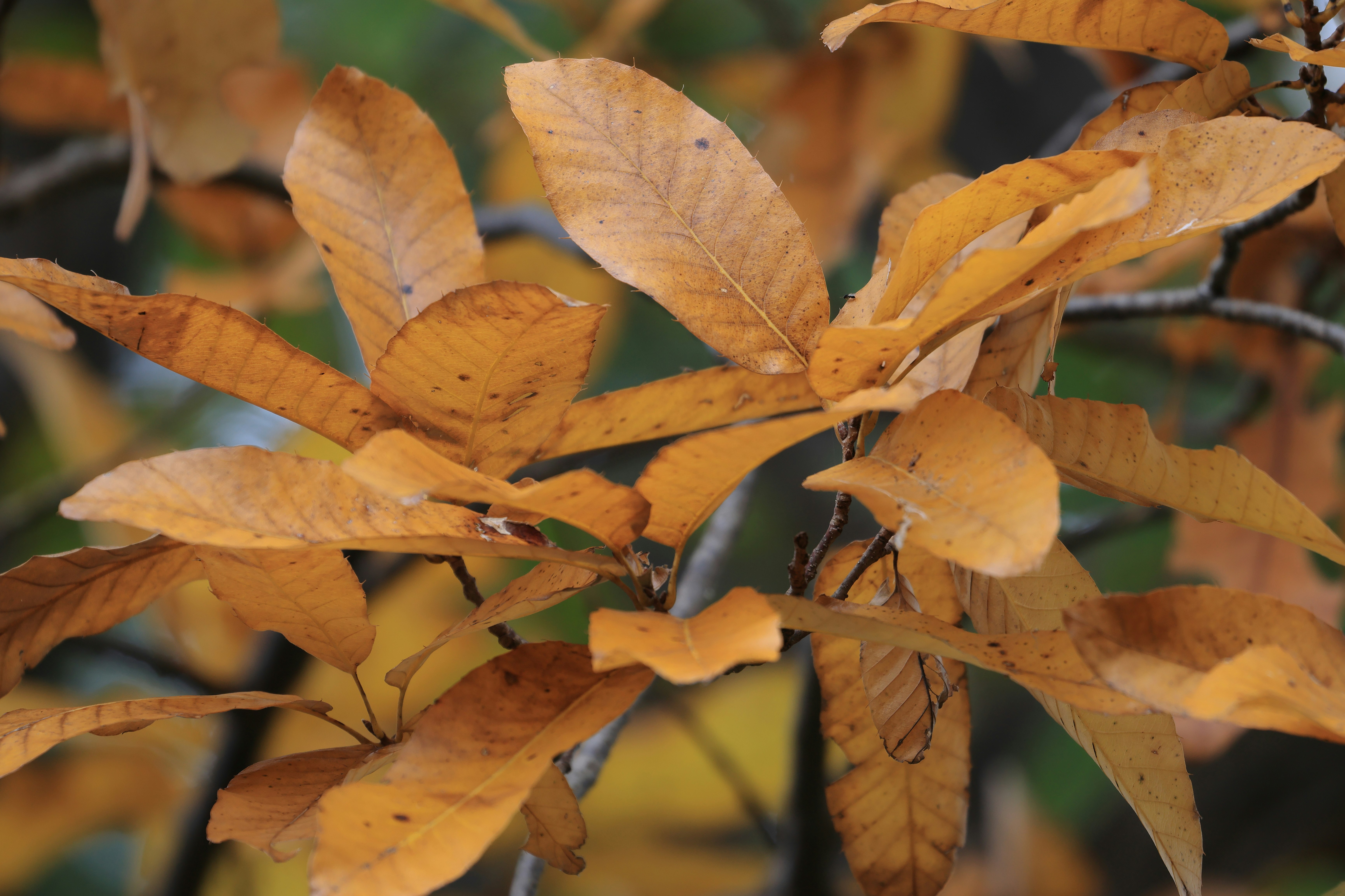 Close-up of orange autumn leaves with intricate textures