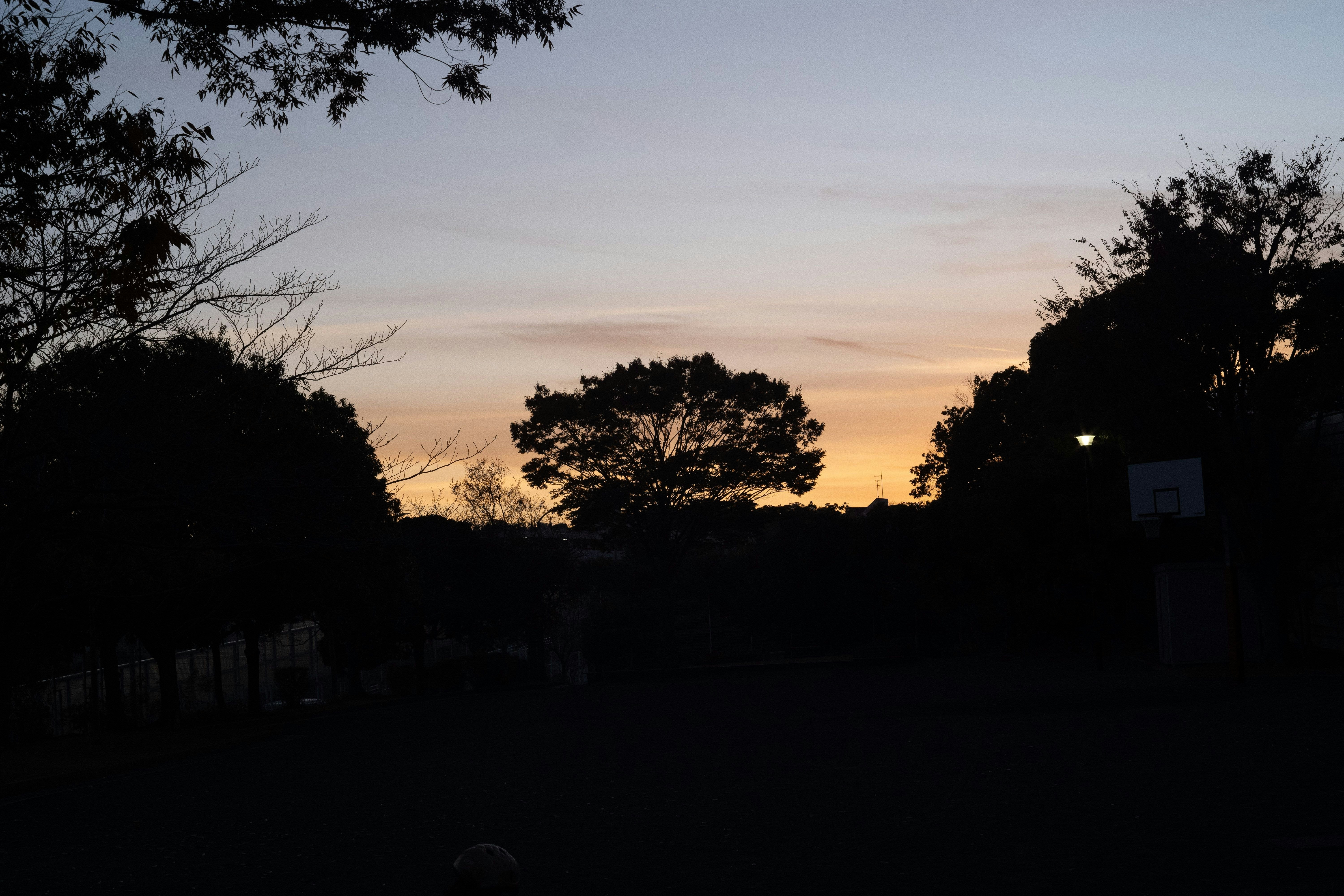 silhouette pepohonan saat senja dengan langit senja