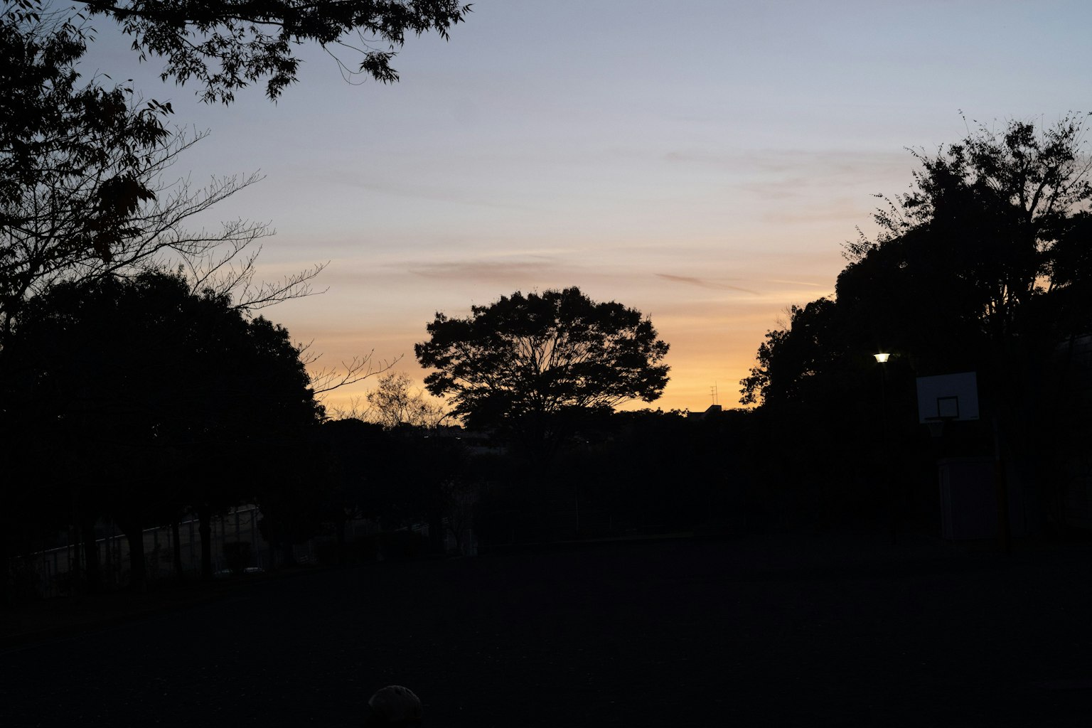 Siluet pohon melawan langit senja