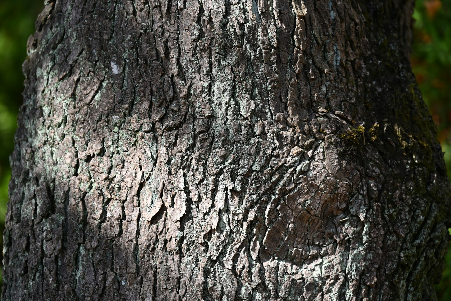Detaillierte Textur eines Baumstamms mit Schatten