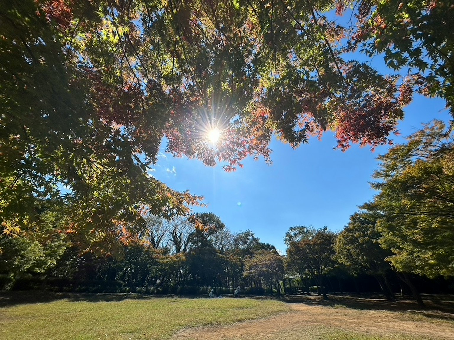 Scena di parco circondata da foglie autunnali e cielo blu con sole splendente