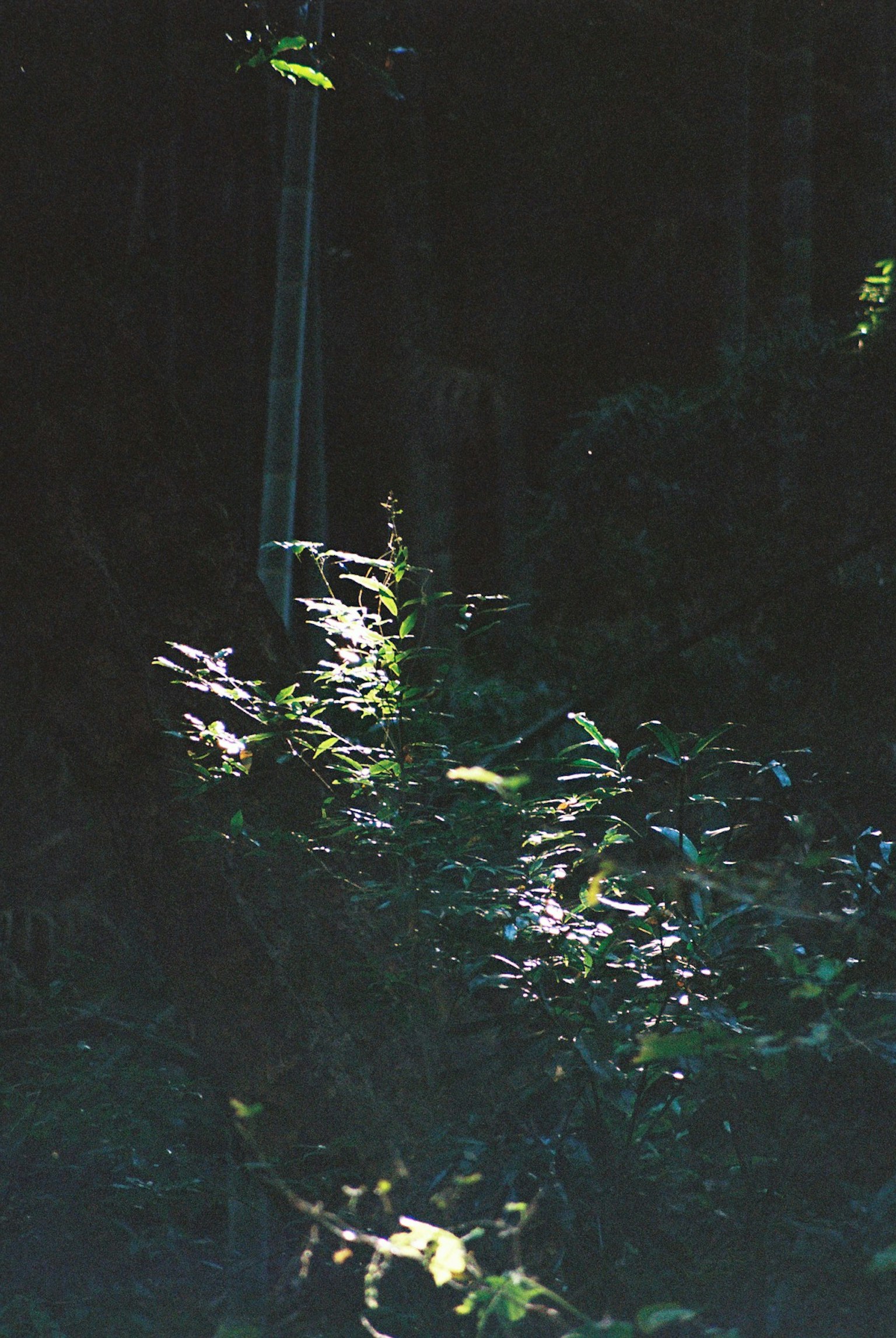 Kontrast von Licht und Schatten in einem dunklen Wald lebendige grüne Blätter stechen hervor