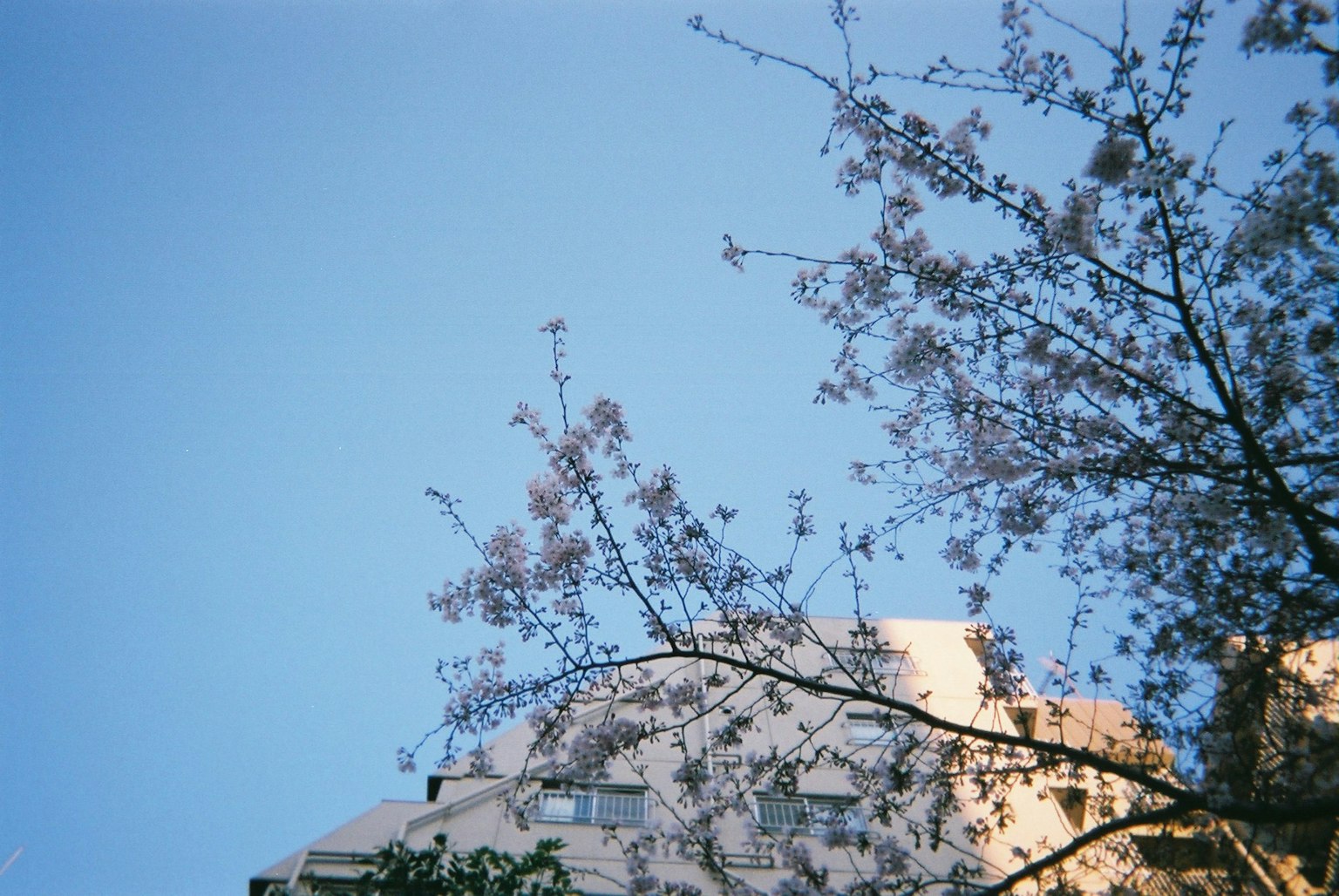 Edificio parcialmente visible con flores de cerezo contra un cielo azul claro