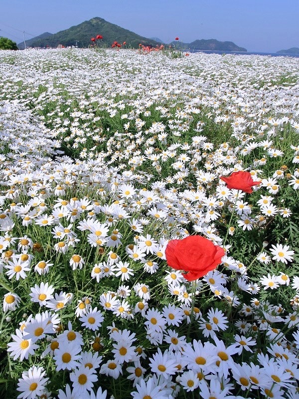 瑪格麗特之丘花海，白色雛菊與紅色花朵