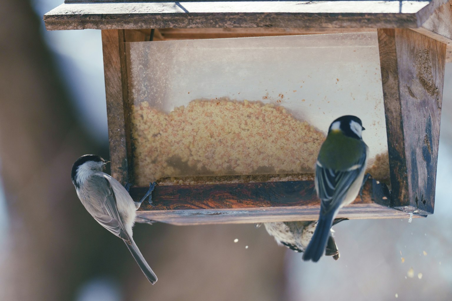 兩隻鳥在木製鳥食器上進食