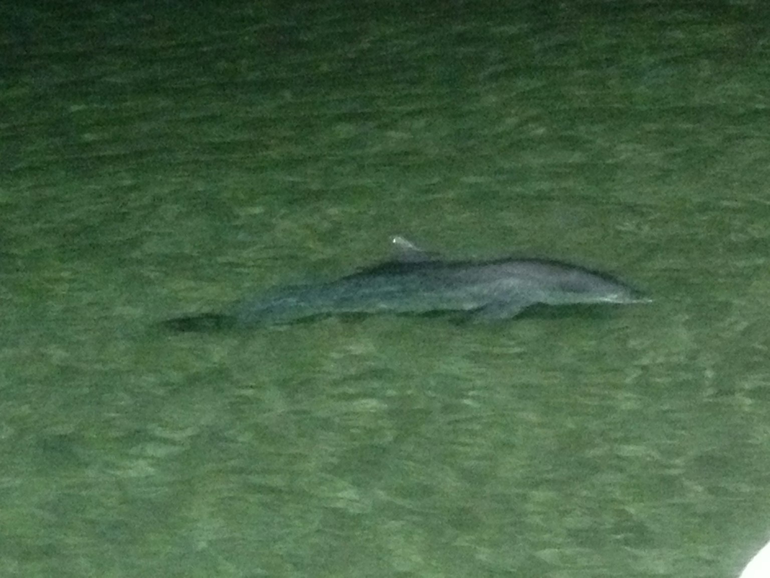 A dolphin swimming in the water