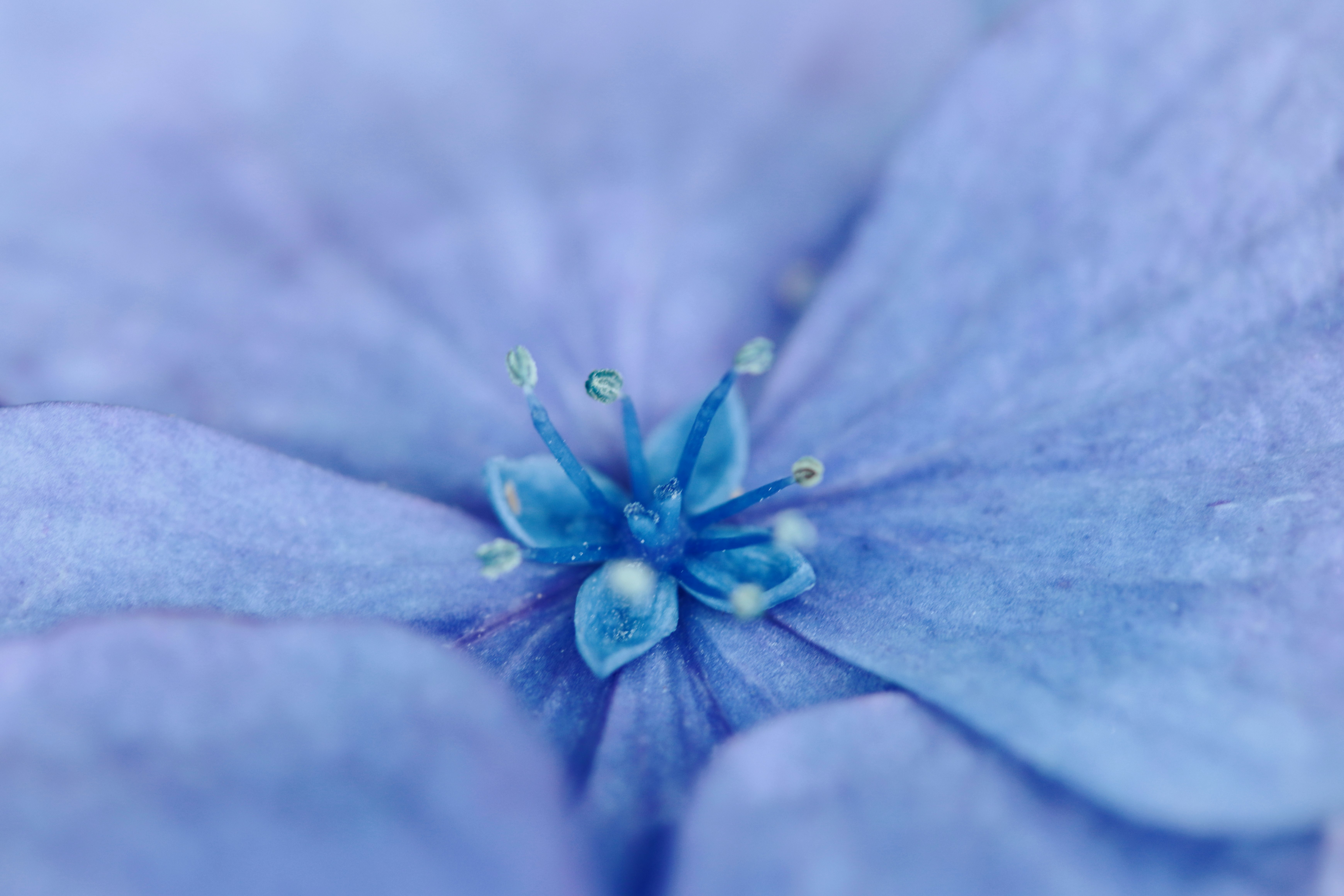 青い紫陽花の花びらのマクロ画像