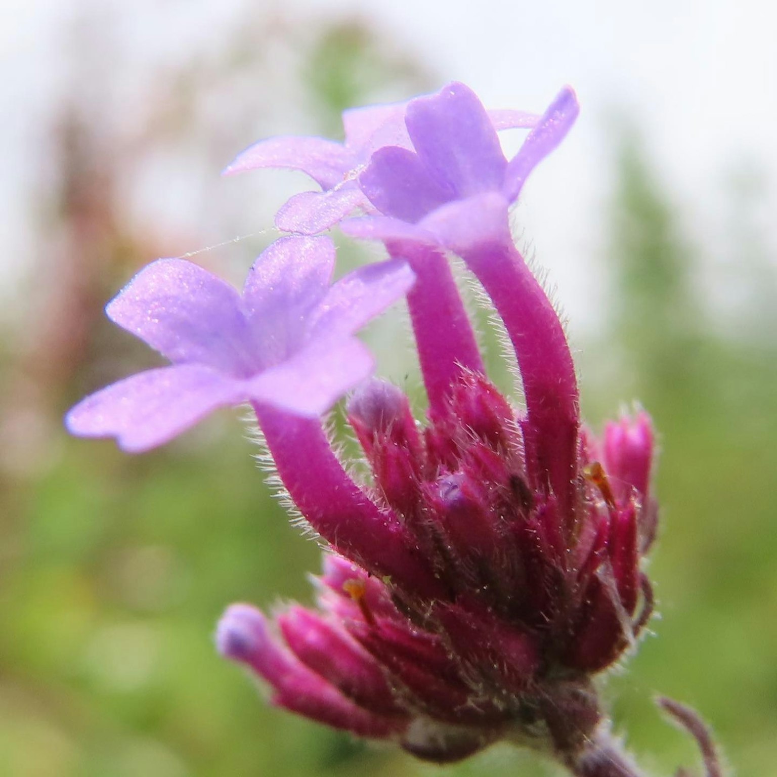 Acercamiento de una planta con pequeñas flores moradas