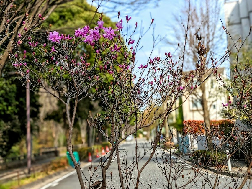 街路樹の枝に咲く春の花と青空のある風景