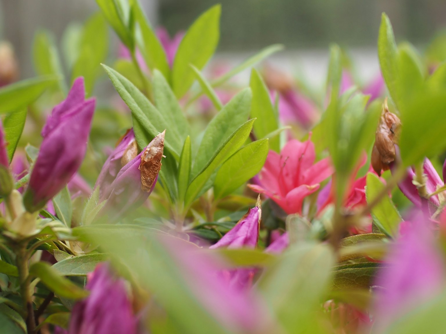 Primer plano de plantas vibrantes con flores rosas y moradas rodeadas de hojas verdes