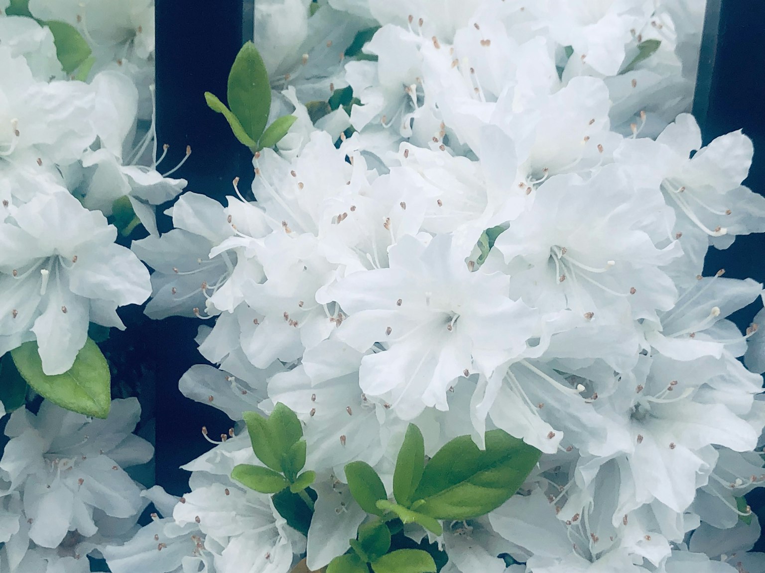 Acercamiento de flores blancas de azalea con hojas verdes