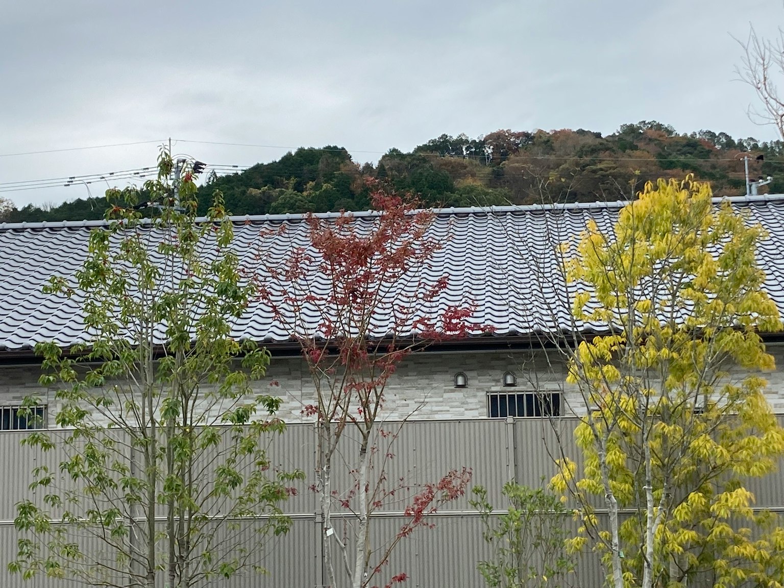 寧靜的景色，樹木和屋頂