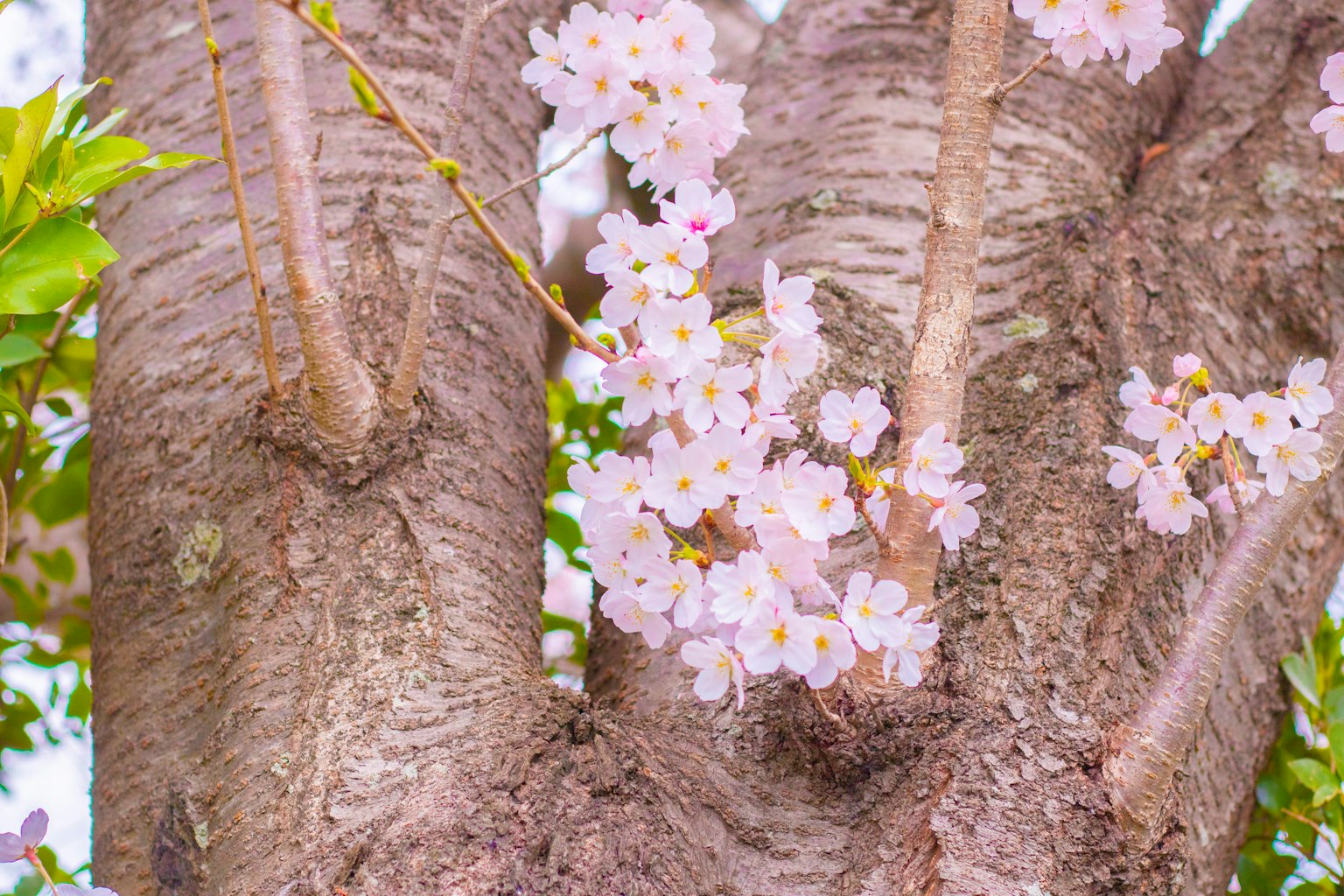 Gros plan sur le tronc d'un arbre avec des fleurs de cerisier en fleurs