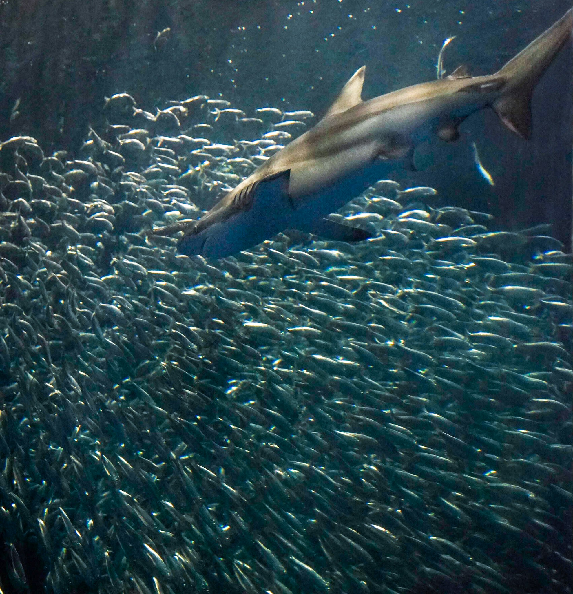 Dolphin swimming through a school of fish