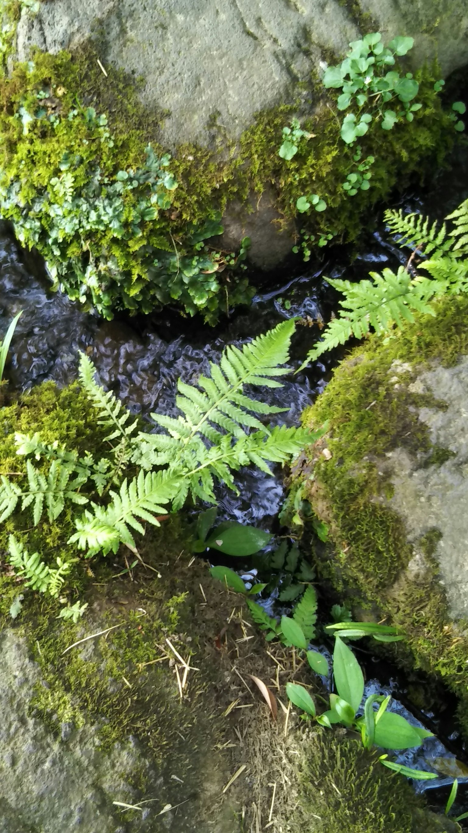 Un piccolo ruscello che scorre tra le rocce con muschio e foglie di felce