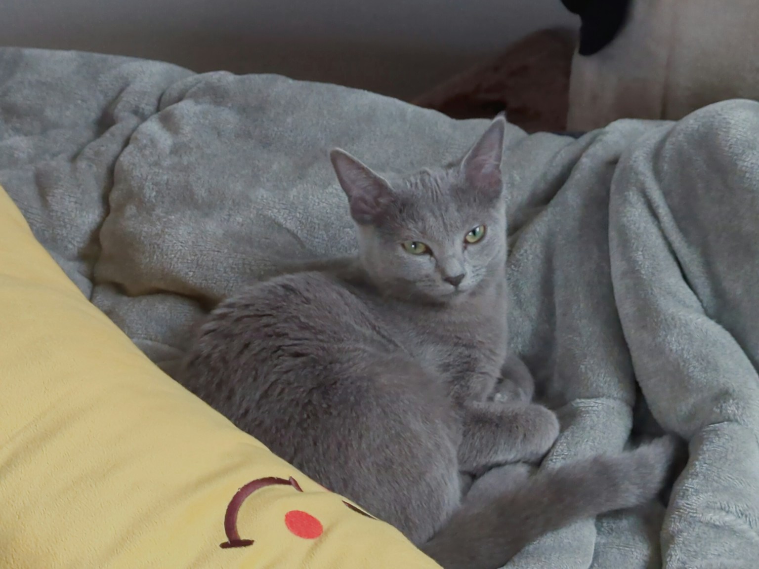 Gray cat resting on a cozy blanket