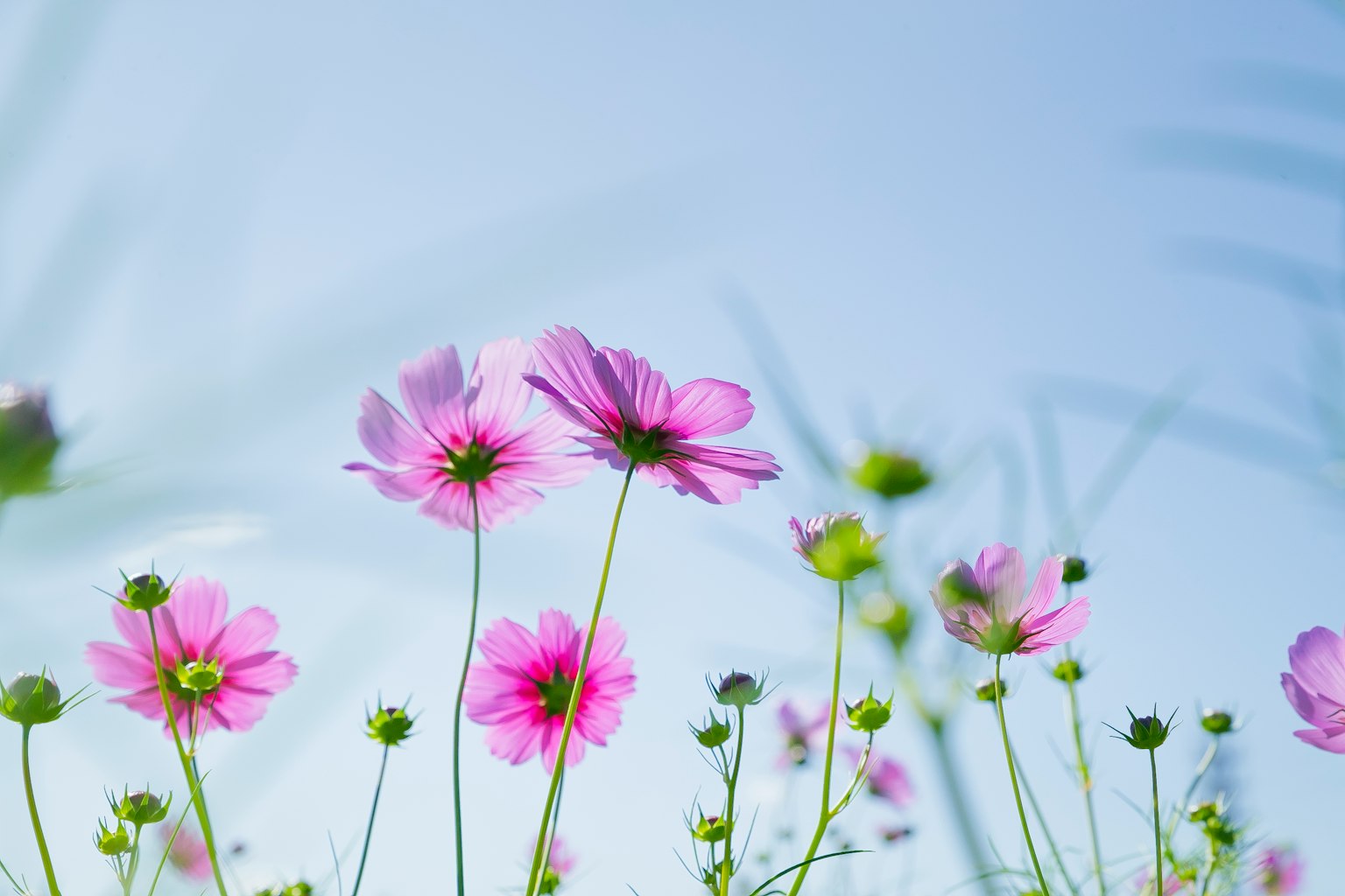 Rosa Blumen und grüne Knospen blühen unter einem blauen Himmel
