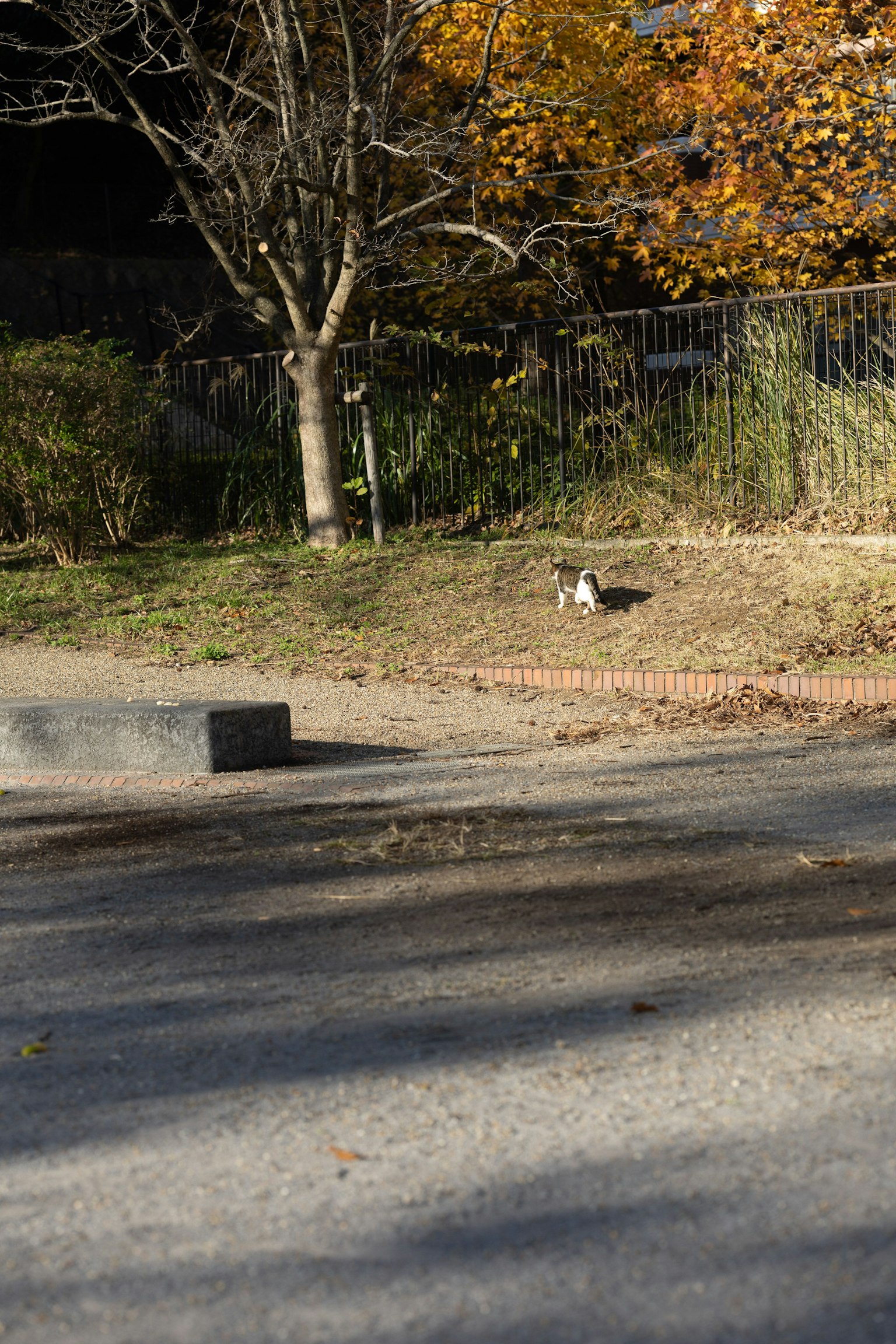Kucing beristirahat di taman saat musim gugur dengan daun berwarna-warni