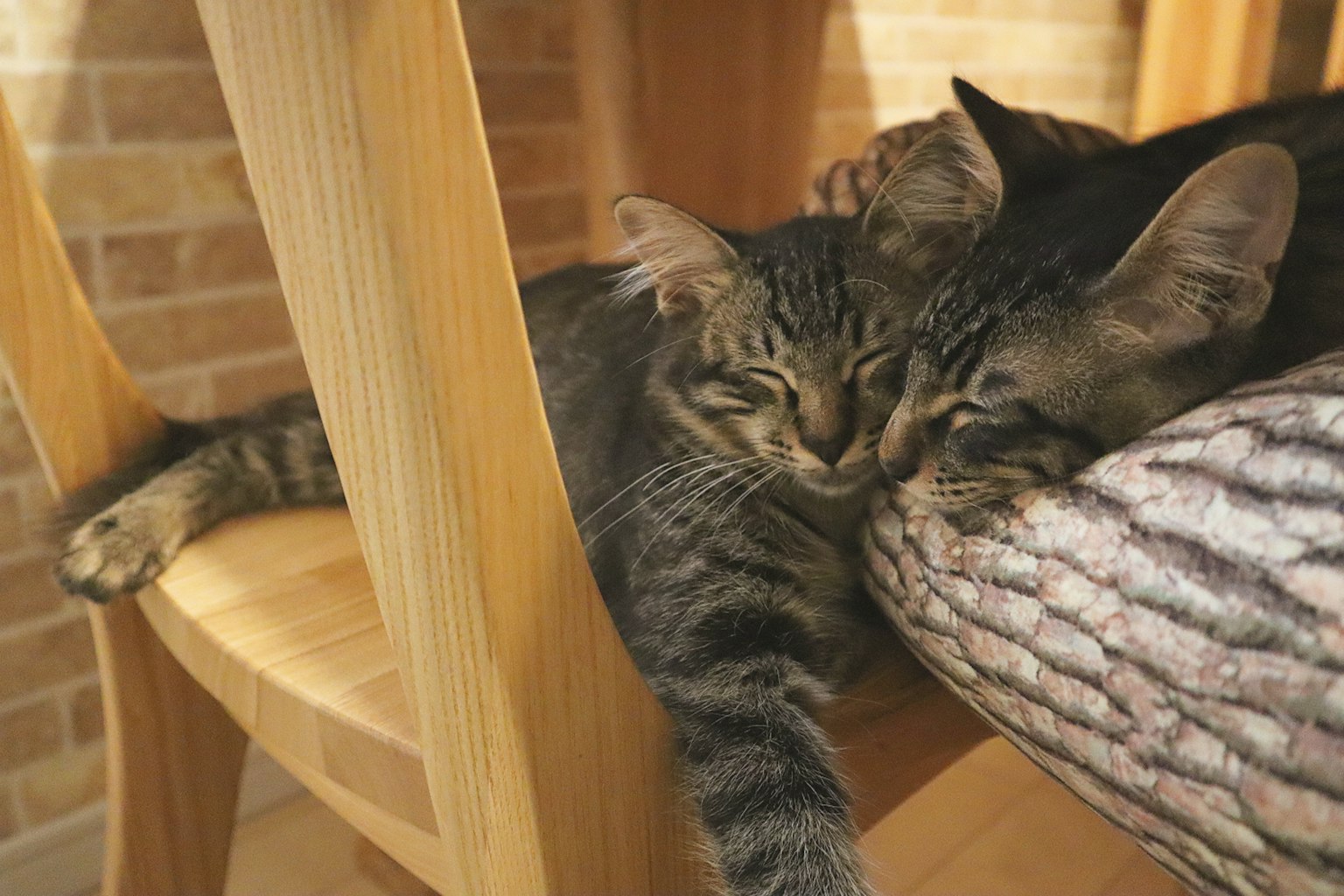 两只猫在椅子下睡觉 一只猫靠在木椅子的腿上 另一只猫把头放在一个垫子上