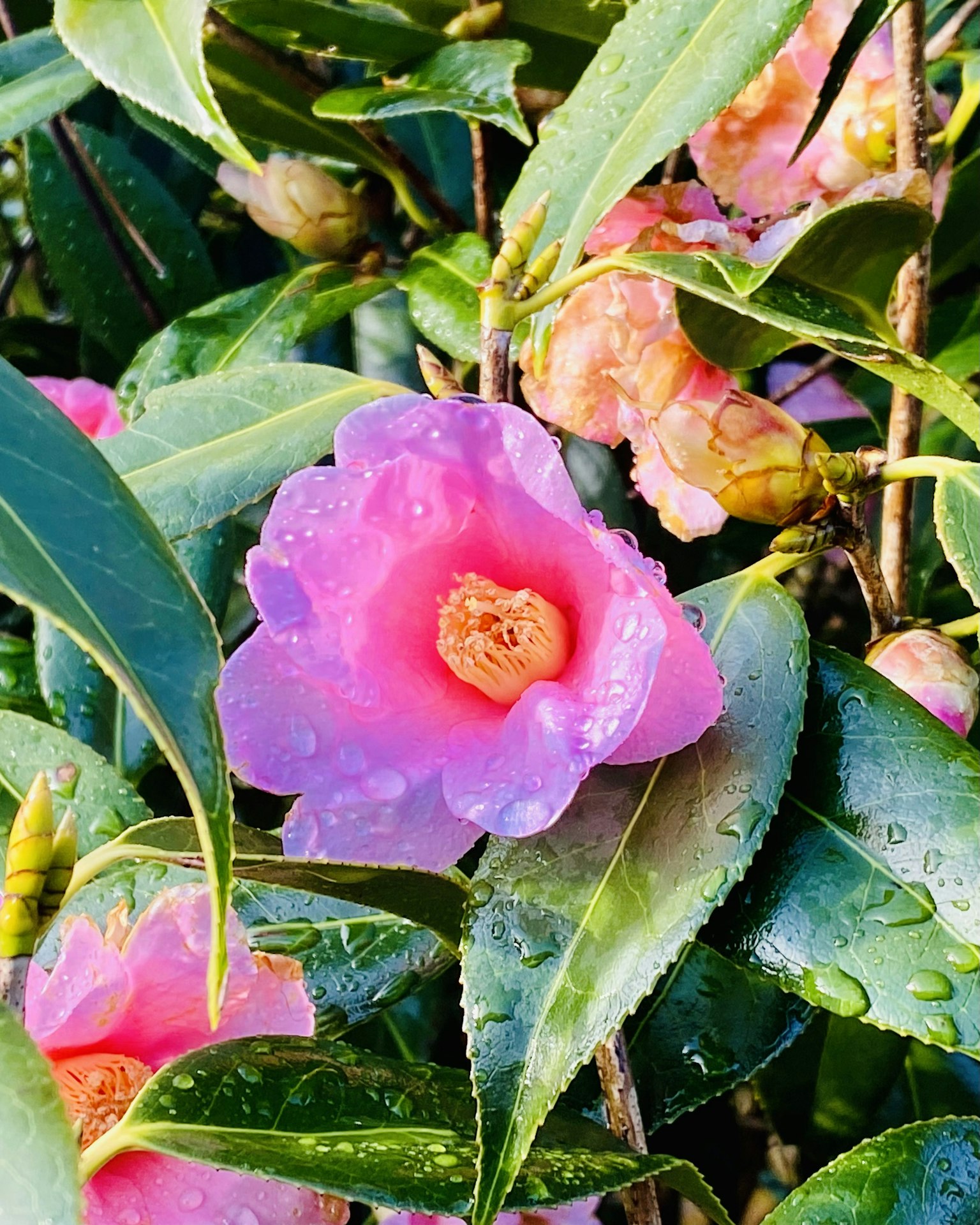 鲜艳的粉色山茶花与绿色叶子近照