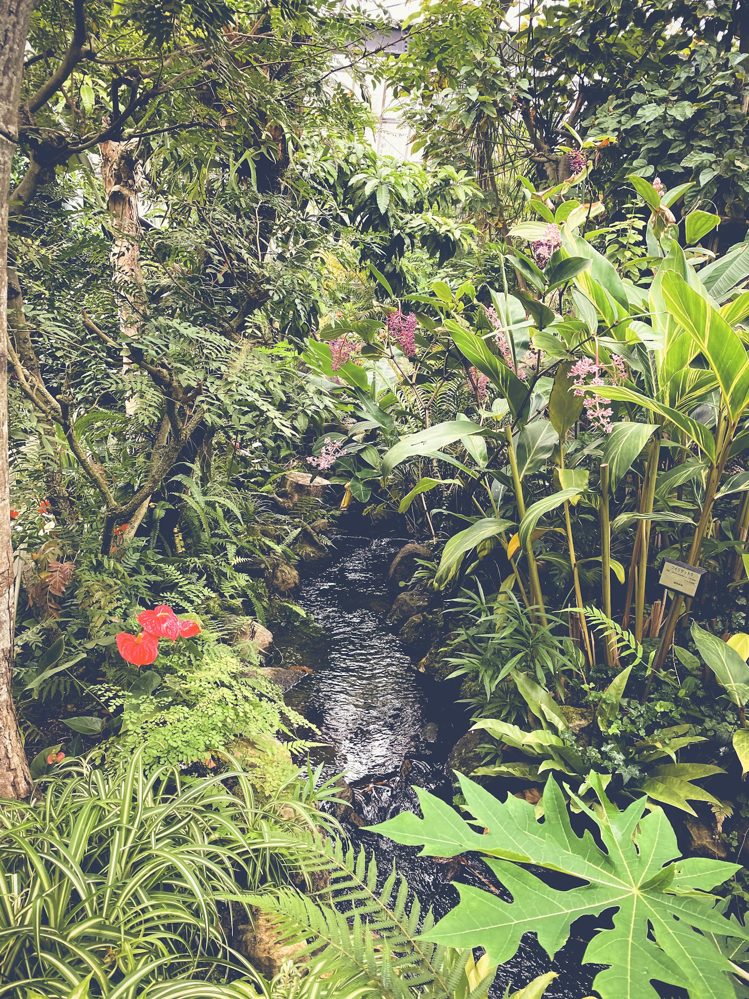 Lush tropical garden with a stream and various colorful plants