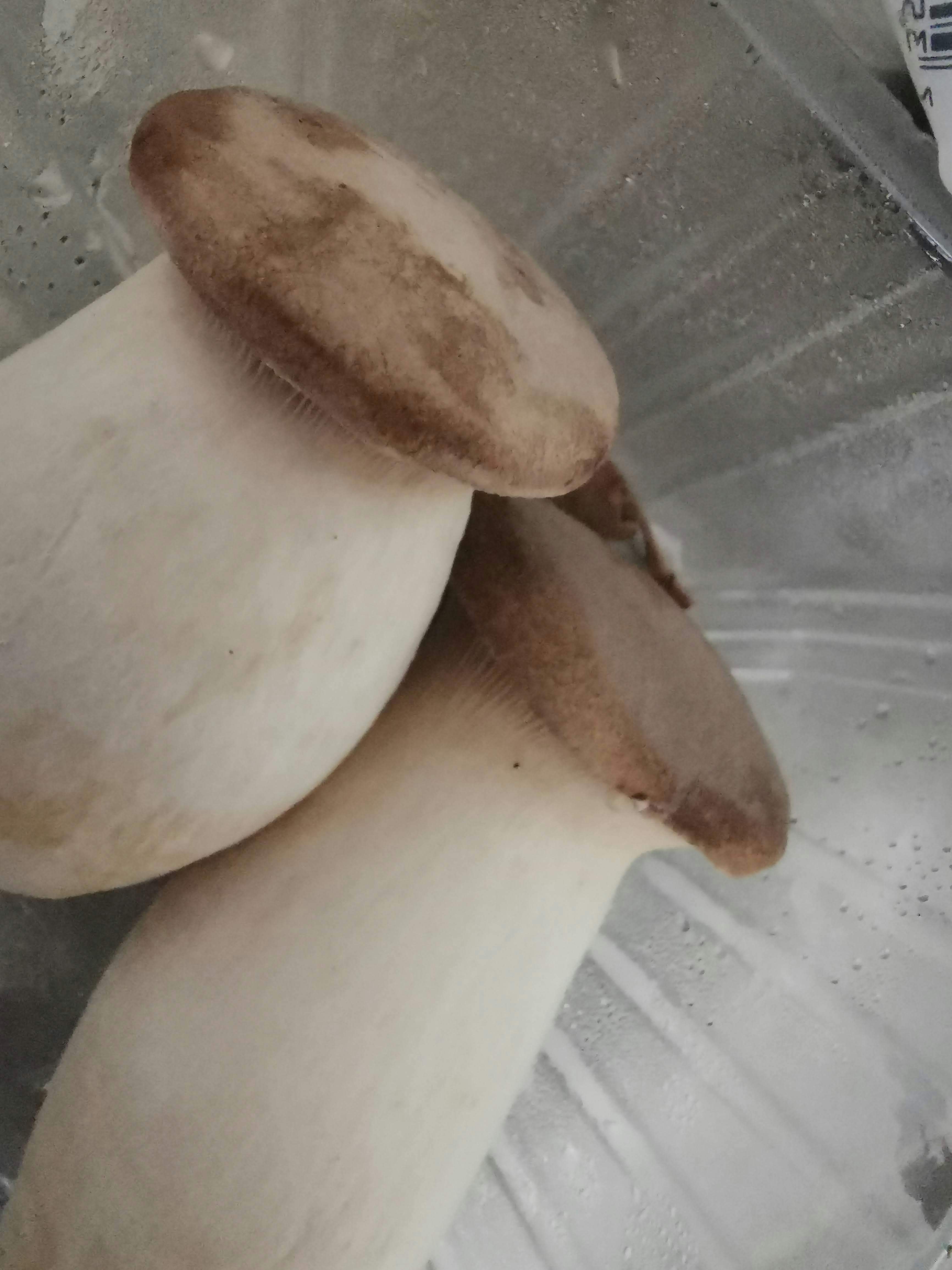白色面团上的棕色面团块