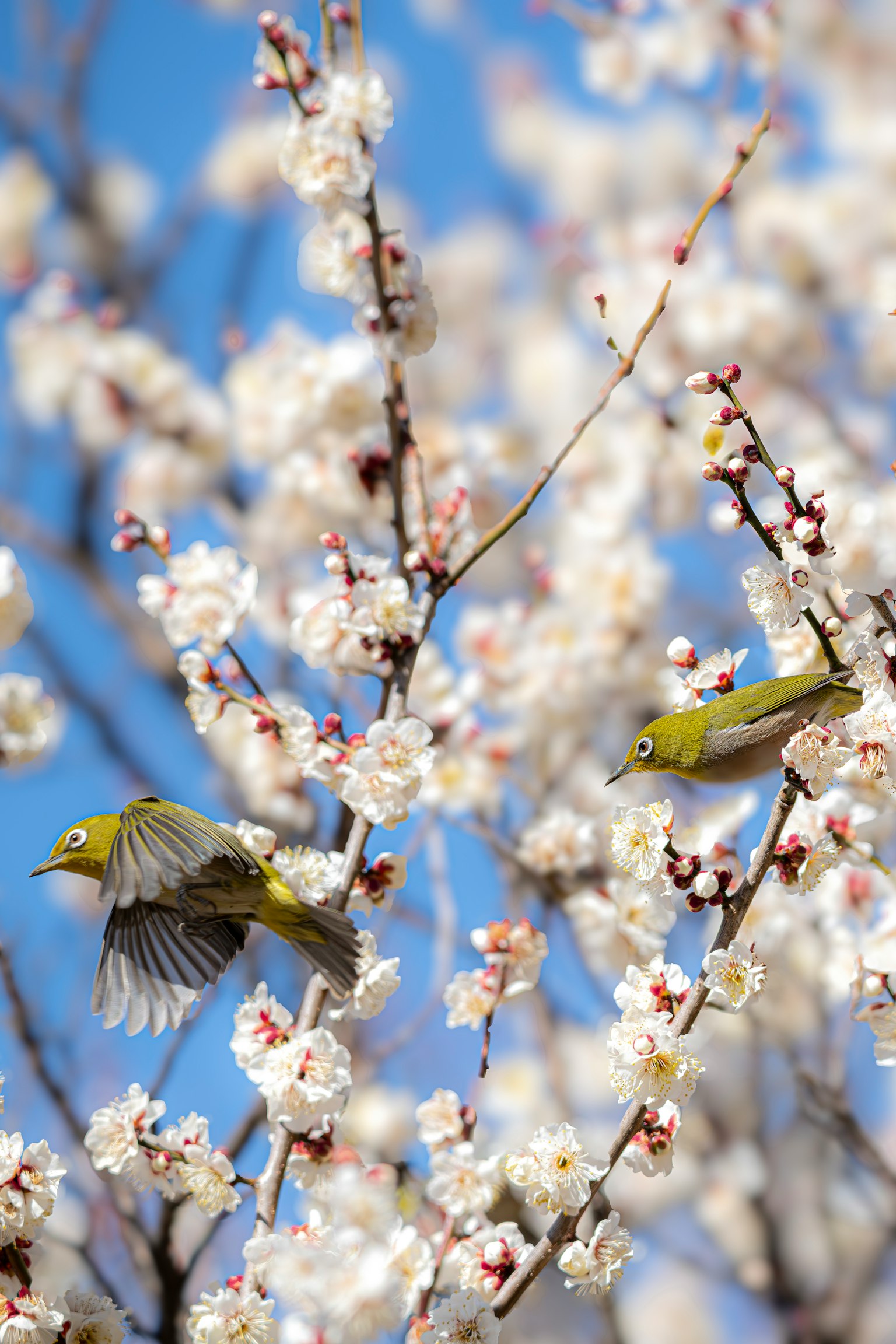 兩隻日本白眼鳥在櫻花中飛翔