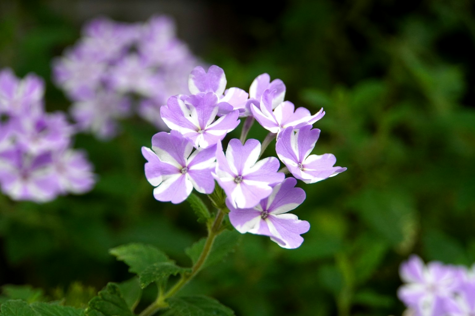Massa di fiori viola chiaro circondata da foglie verdi
