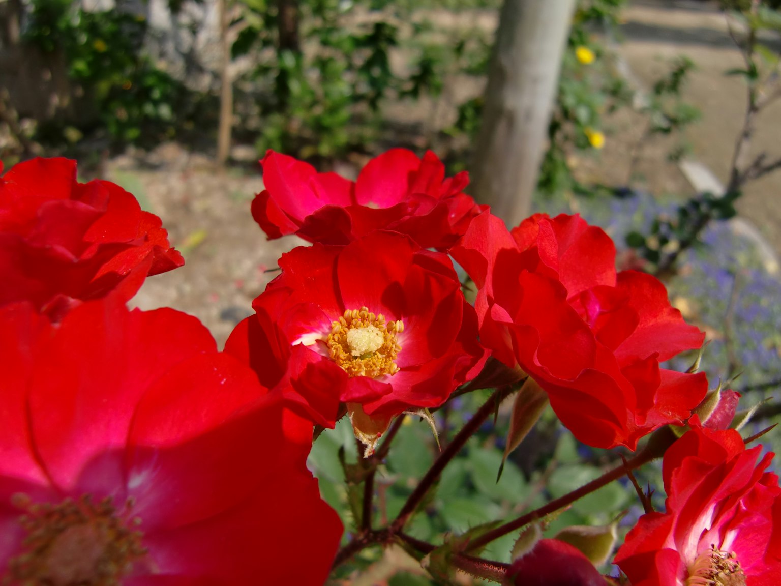 鮮豔的紅花在花園中盛開