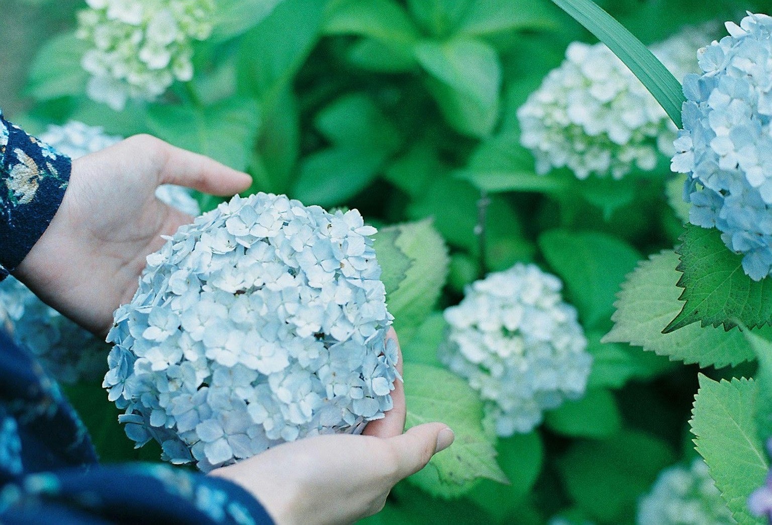 Hände halten eine blaue Hortensie