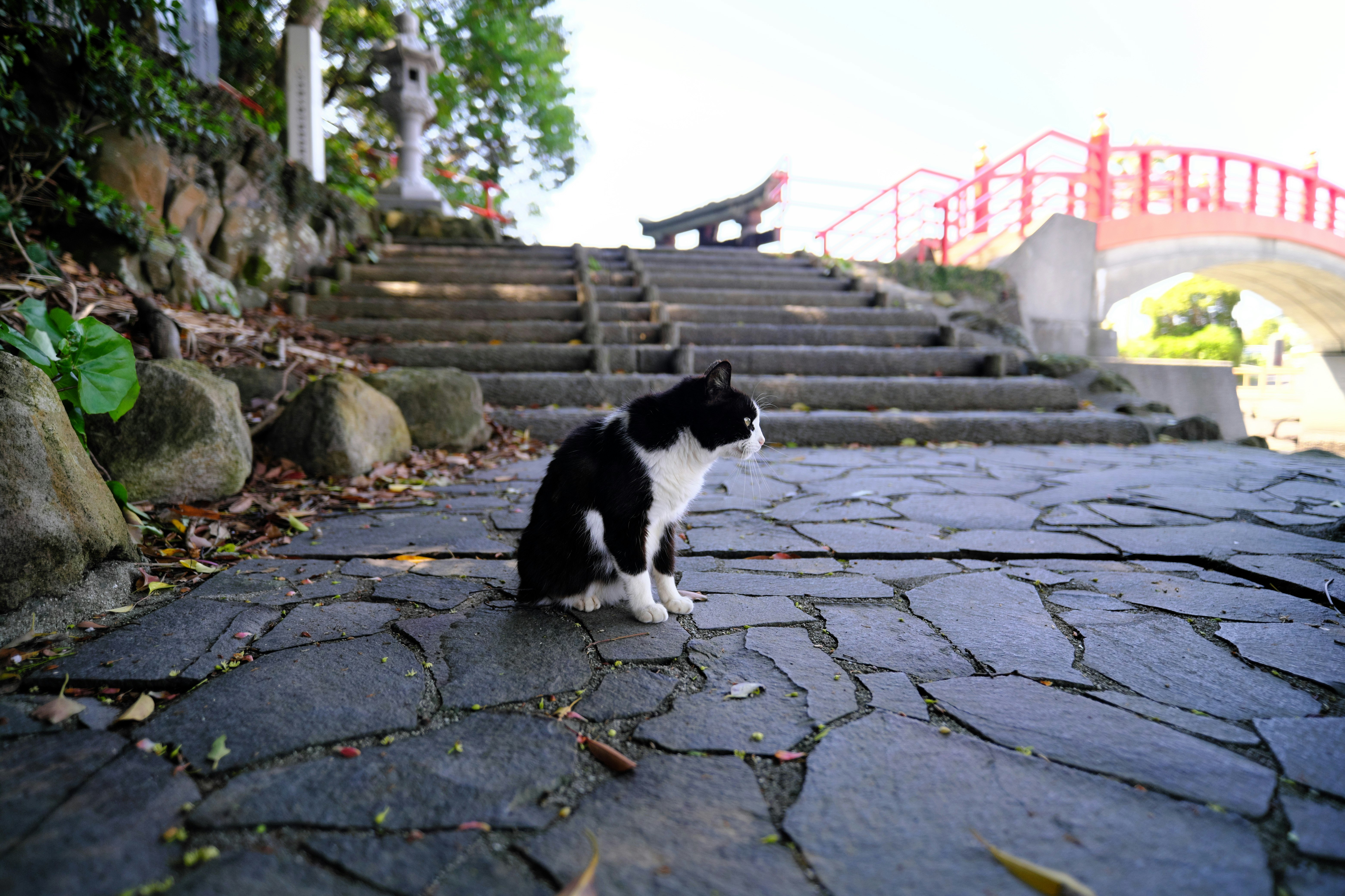 石畳の階段前で佇む黒白の子猫