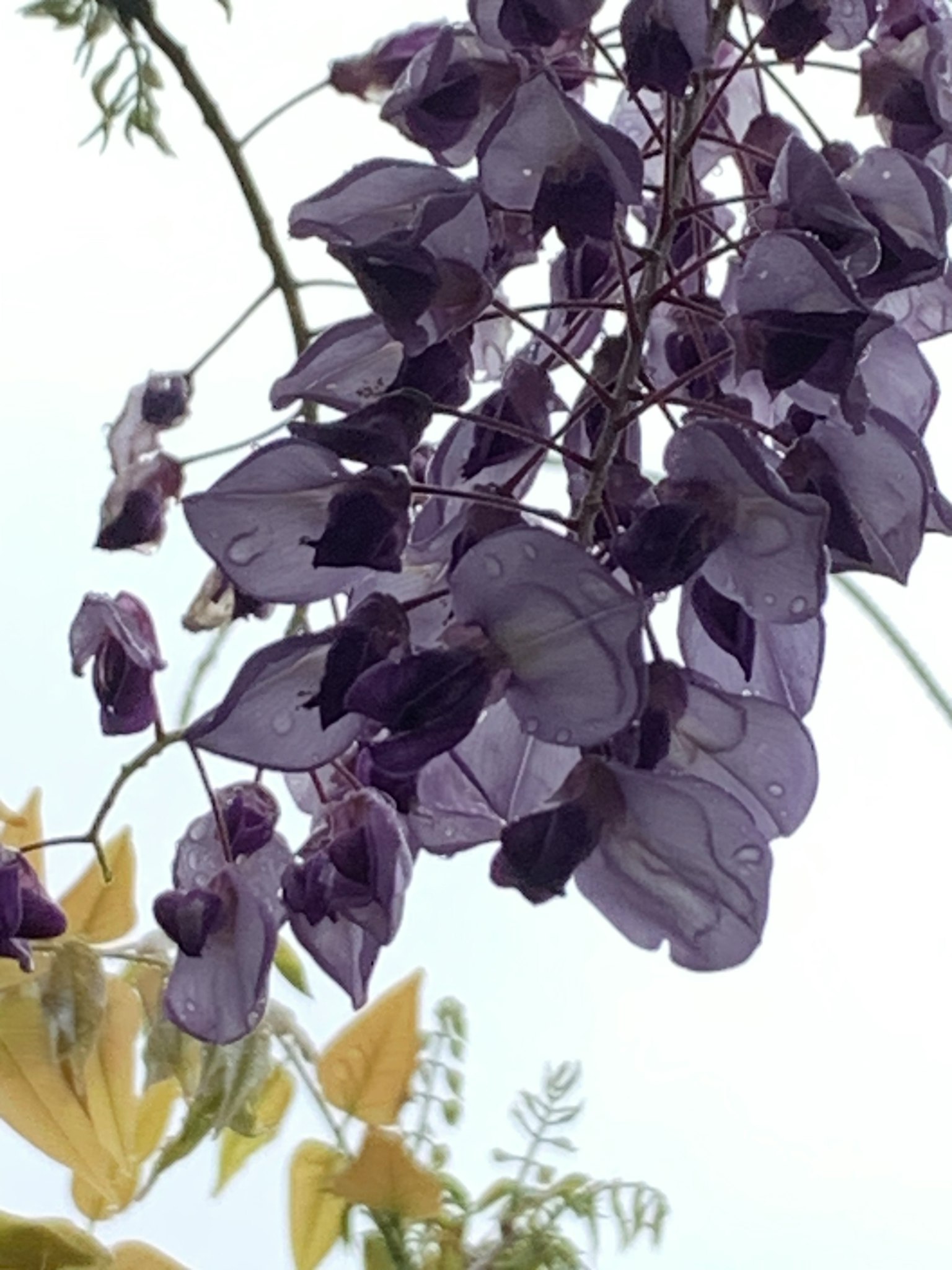 被雨水浸湿的紫色花朵
